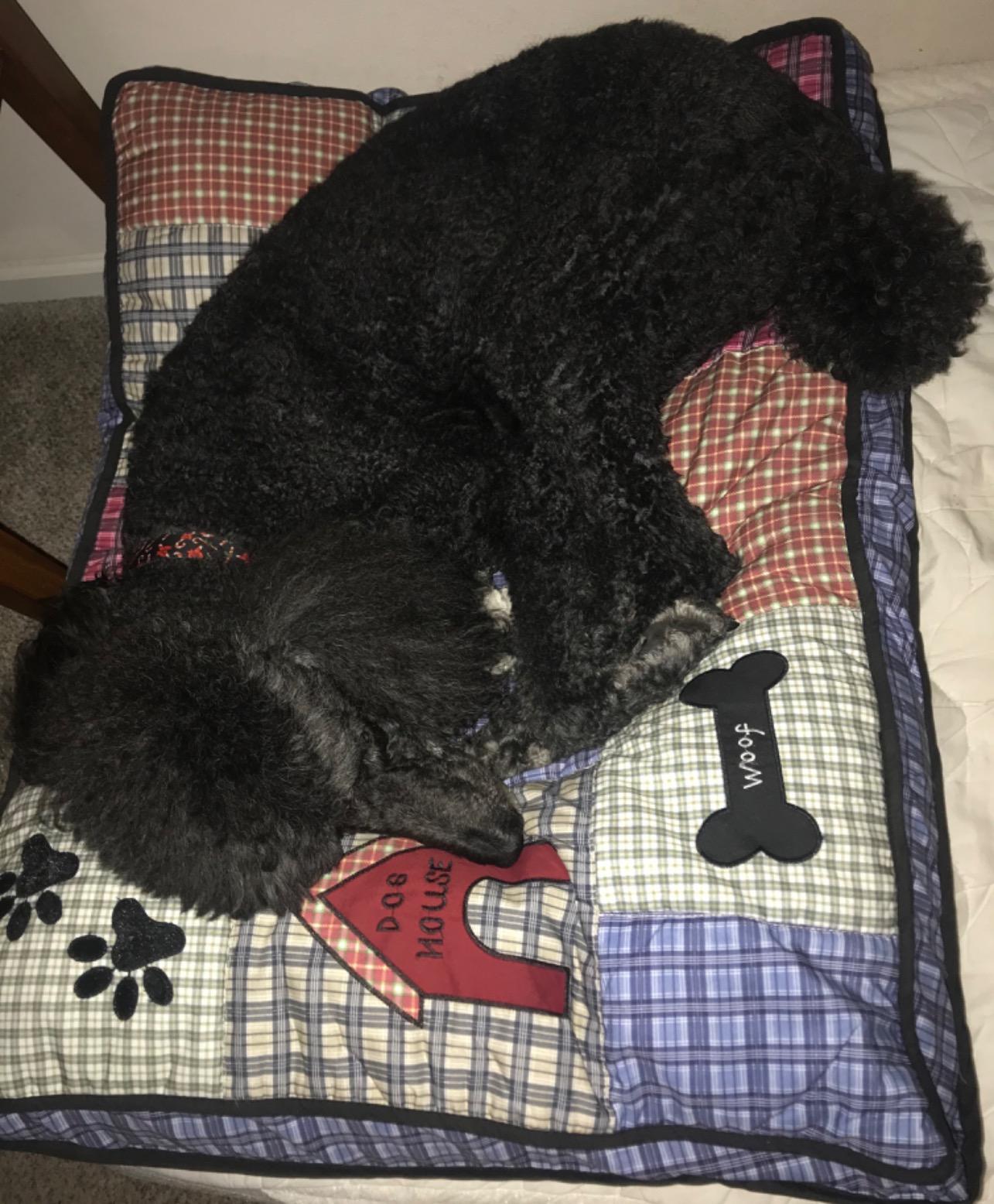 Petmate Quilted Applique Dog Bed, Classic Dog Motif, Large Grand, 27