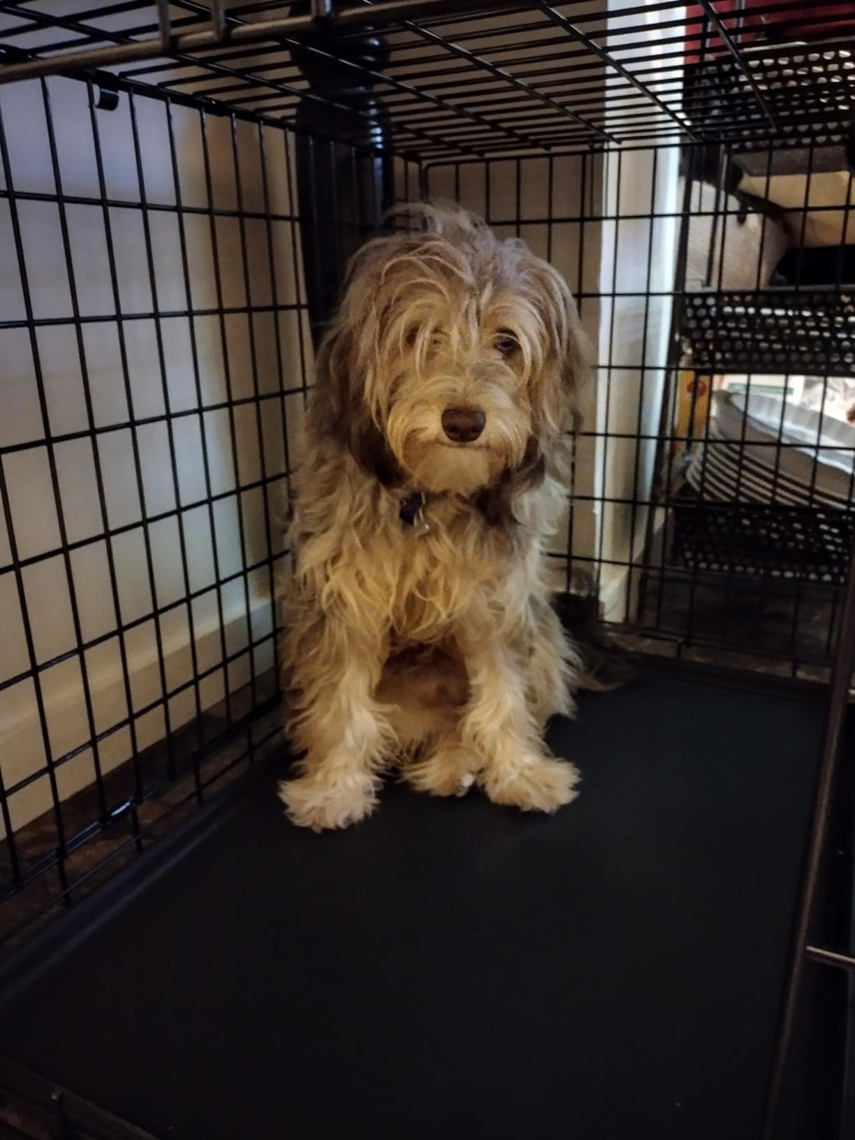 MidWest Homes for Pets Ultima Pro Heavy-Duty 30-Inch Dog Crate, Ultra-Strong Steel Double Door Pet Cage for Medium-Sized Breeds, Accessories Included customer photo 1