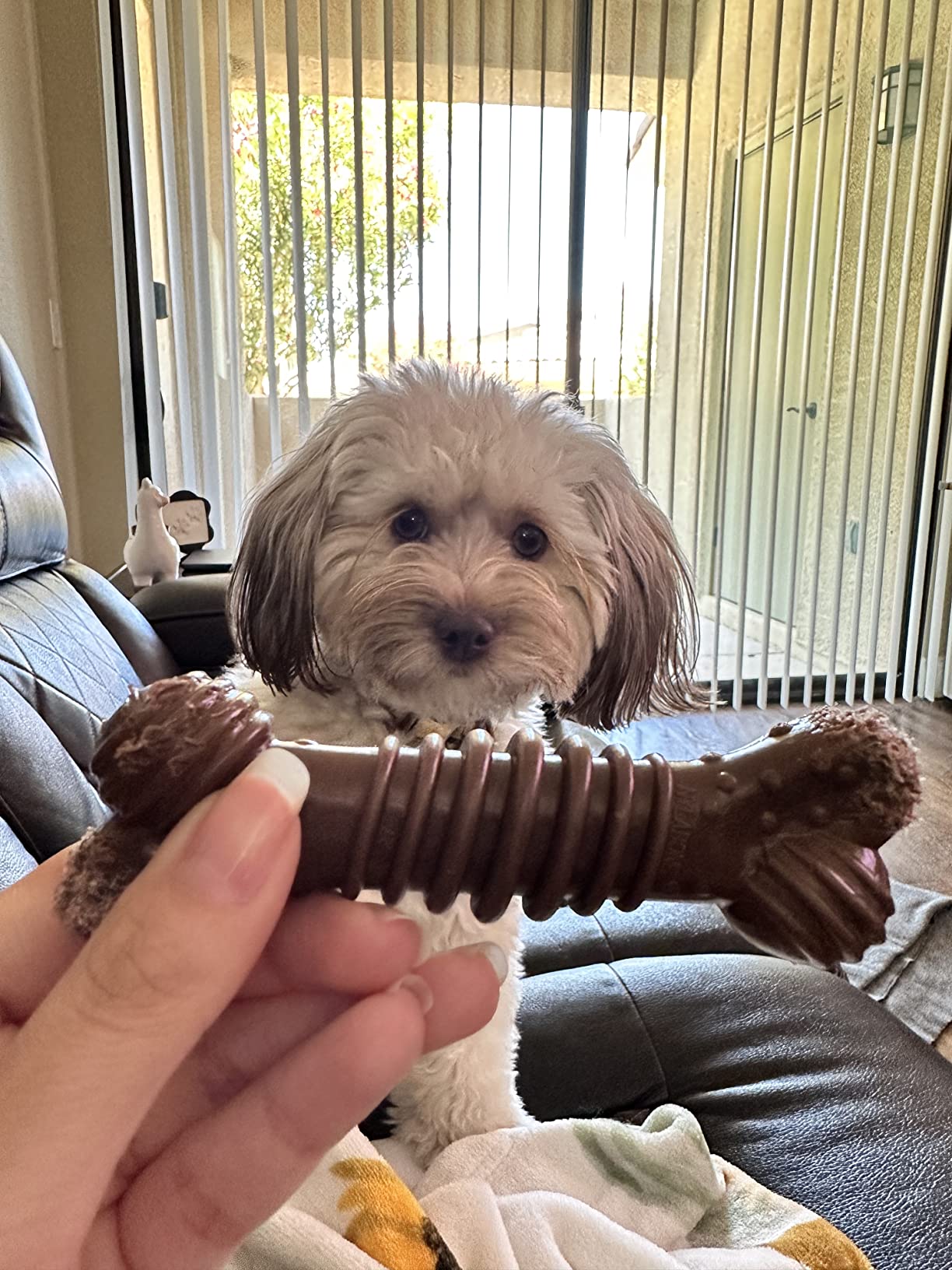Nylabone Power Chew Groove Bone - Durable Dog Toy for Small Breeds, Flavor Medley, Small customer photo 2