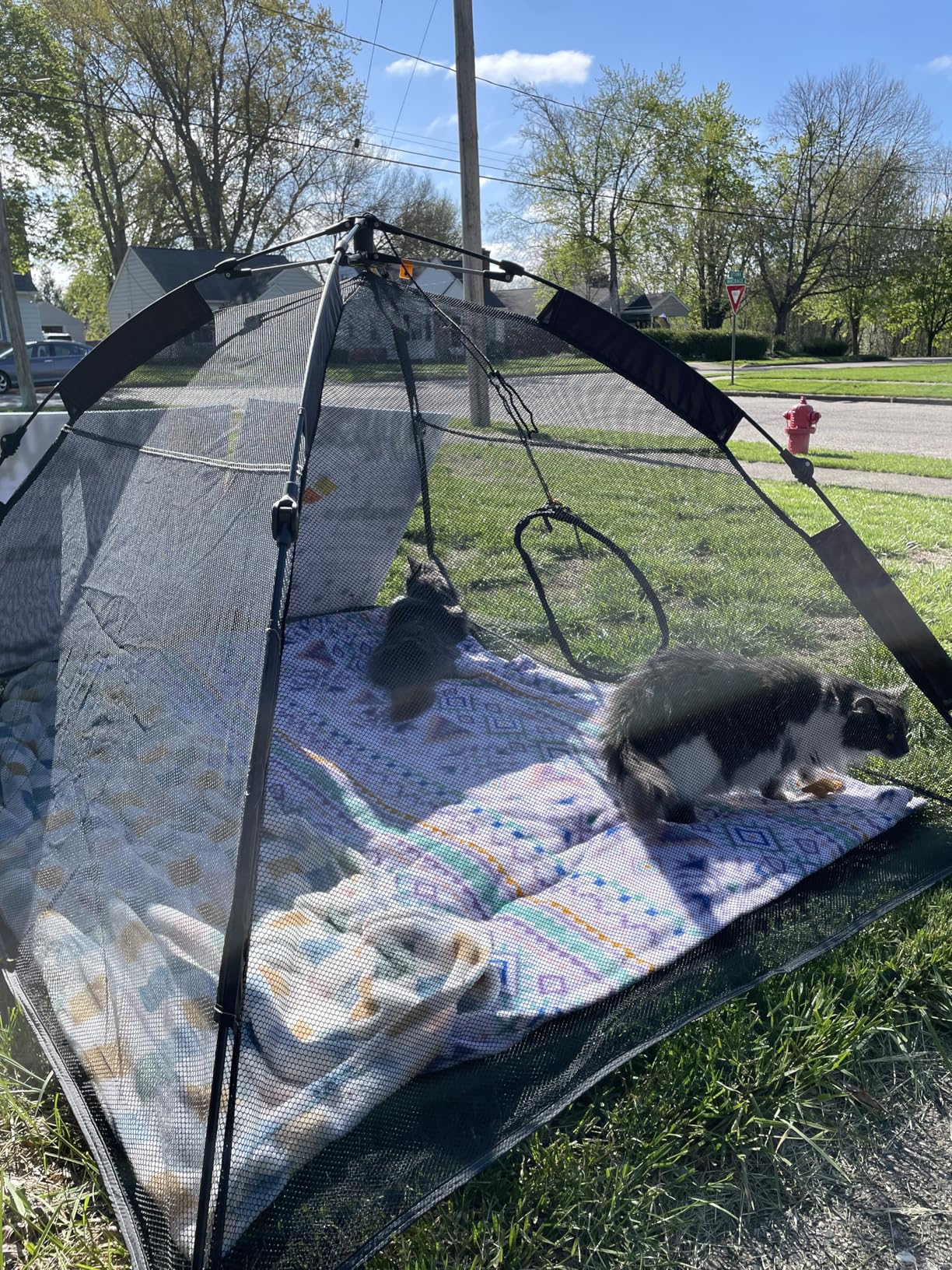 Outback Jack Cat Tent Large for Outdoor or Indoor Enclosures - Portable Playhouse Play Tents for Outside or Inside Cats & Small Animals, Kitten House Happy Habitat customer photo 2