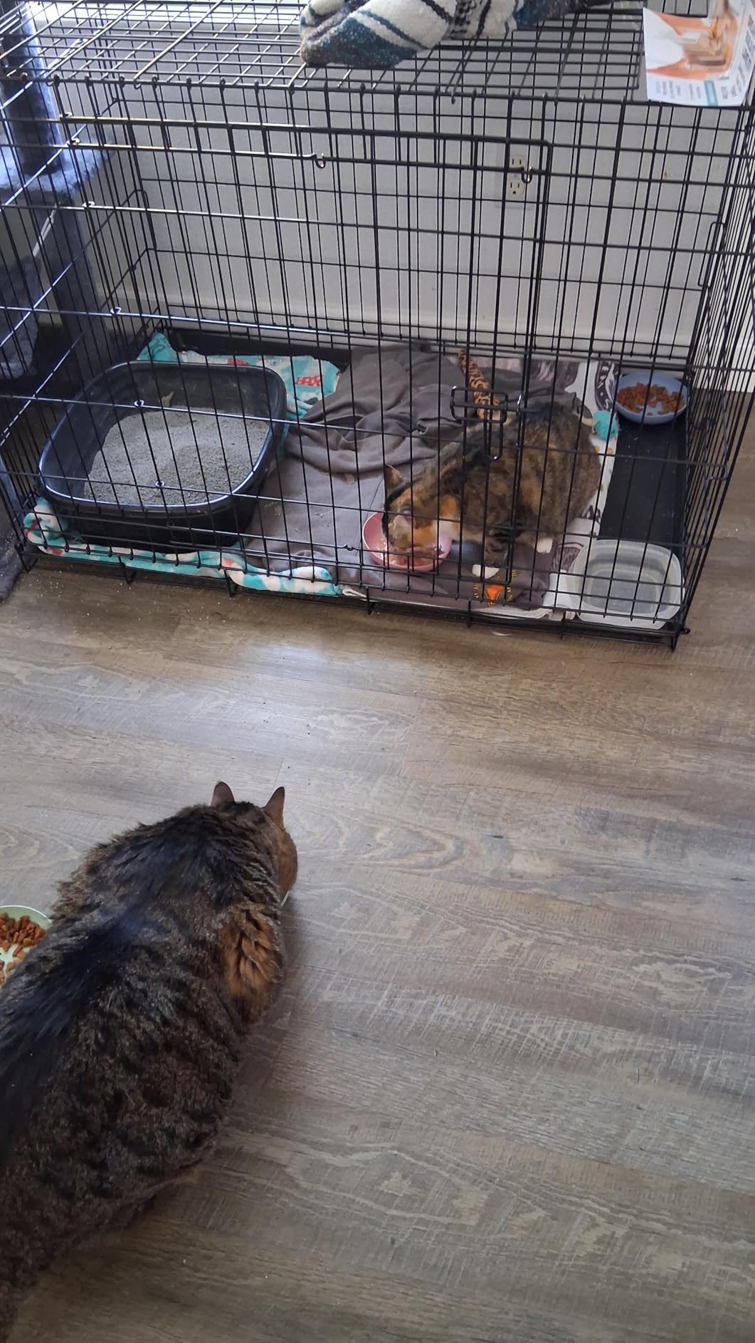 Precision Pet Products Two Door Provalue Wire Dog Crate, 42 Inch, For Pets 70-90 lbs, With 5-Point Locking System customer photo 1