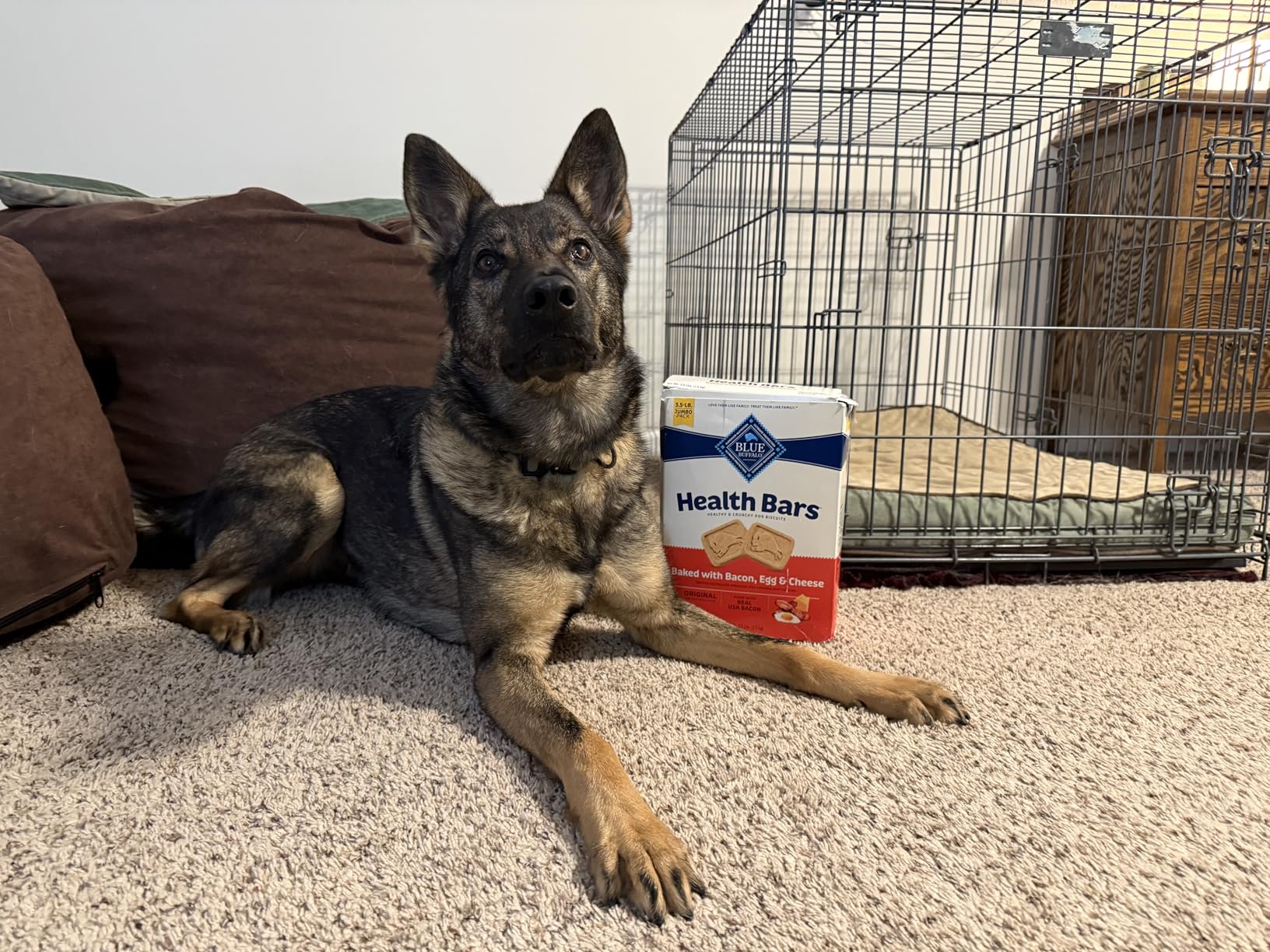 Blue Buffalo Health Bars Bacon, Egg & Cheese Crunchy Dog Biscuits, Oven-Baked with Real Bacon & Natural Ingredients, 16 oz. customer photo 1