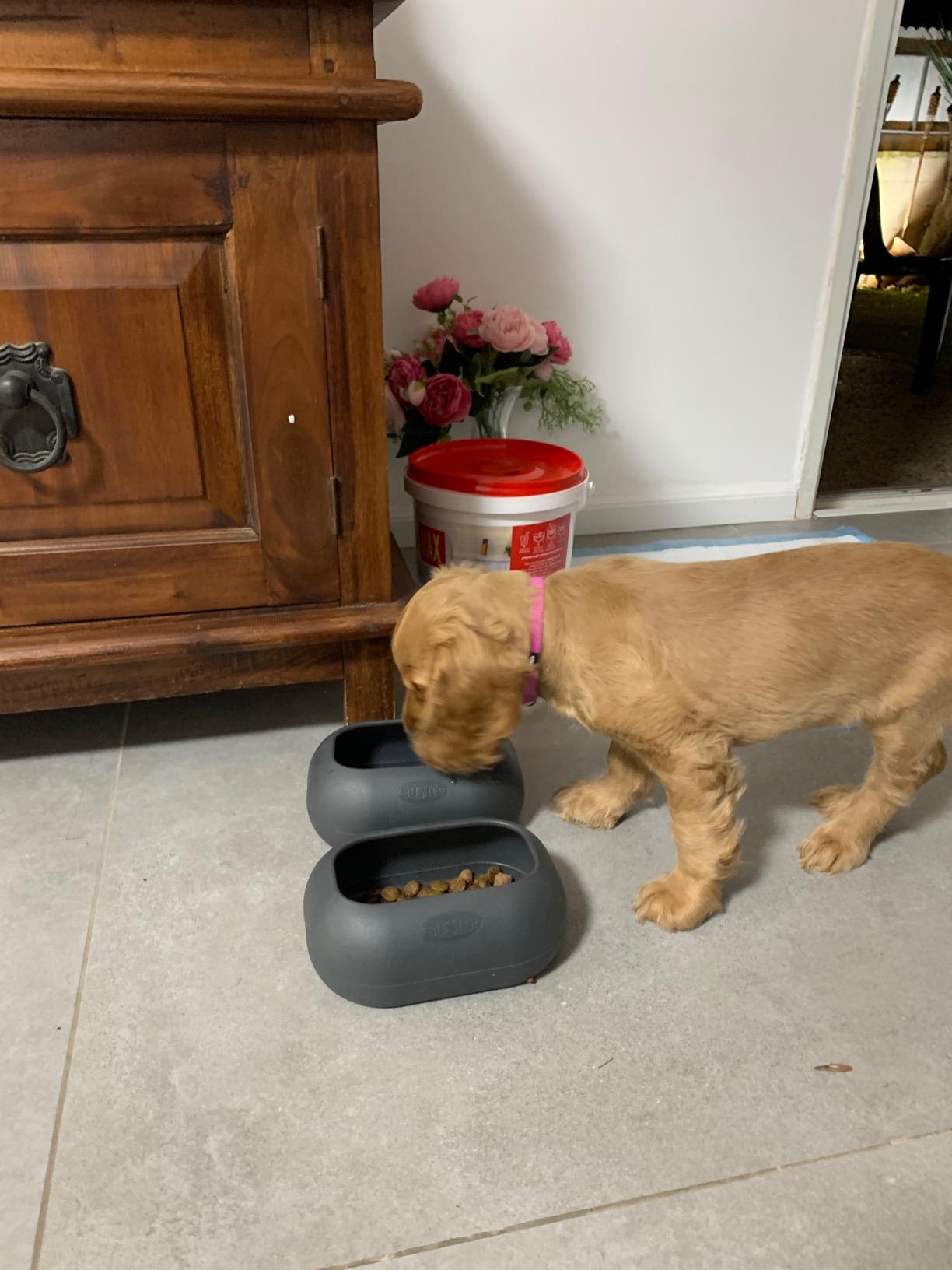 Buster IncrediBowl - 1 Liter /34 Oz., Dark Grey - Non-Tip, Long-Ear Friendly Food, No-Spill Bowl for Medium & Large Dogs - BPA-Free, Dishwasher Safe customer photo 1