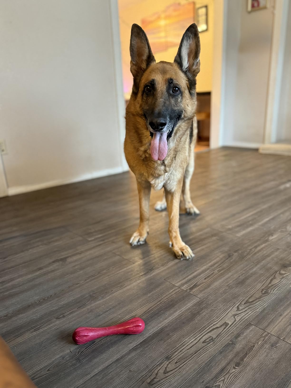 WEST PAW Zogoflex Hurley Dog Bone Chew Toy - Floatable Pet Toys for Aggressive Chewers, Catch, Fetch - Bright-Colored Bones for Dogs - Recyclable, Dishwasher-Safe, Non-Toxic, Large, Tangerine customer photo 1