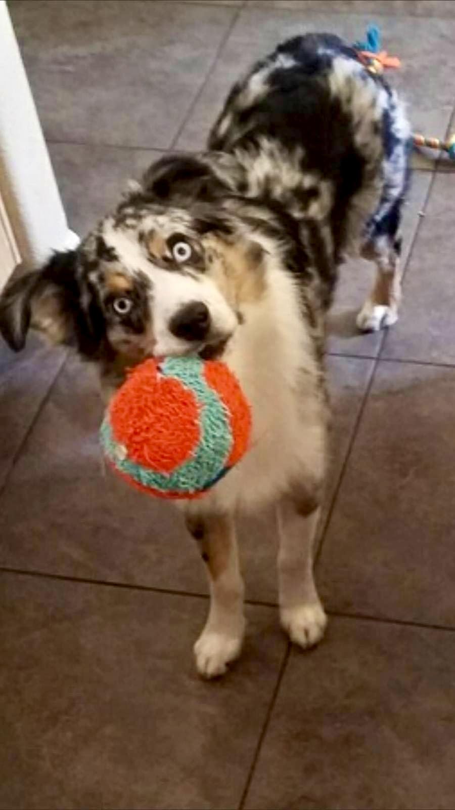 Chuckit! Indoor Fetch Roller Toy for Dogs - Interactive Dog Toys for Boredom, Orange and Blue customer photo 1