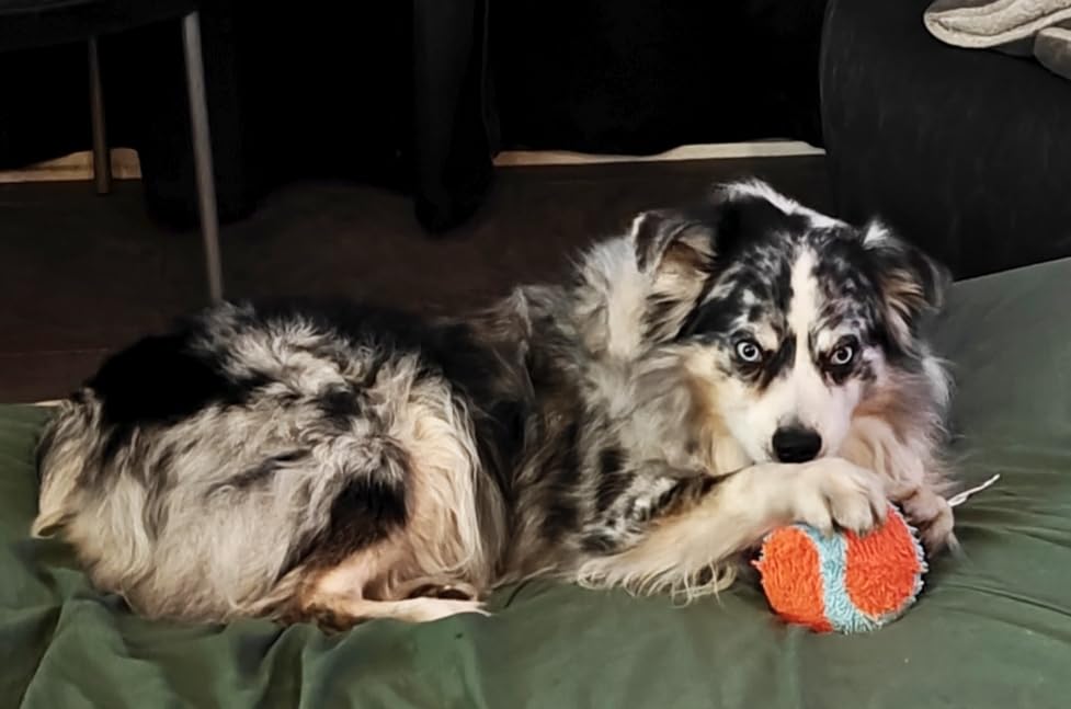 Chuckit! Indoor Fetch Roller Toy for Dogs - Interactive Dog Toys for Boredom, Orange and Blue customer photo 2