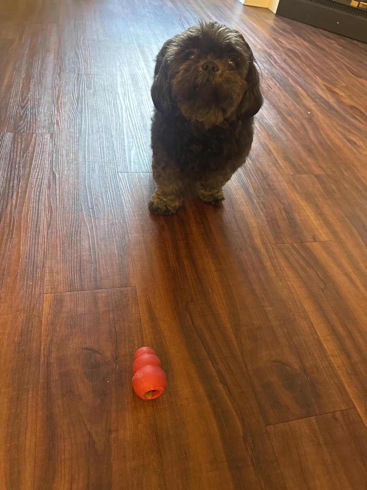 KONG Classic Stuffable Dog Toy - Fetch & Chew Toy for Dogs - Treat-Filling Capabilities & Erratic Bounce for Extended Play Time - Durable Natural Rubber Material - for Extra Small Dogs customer photo 1