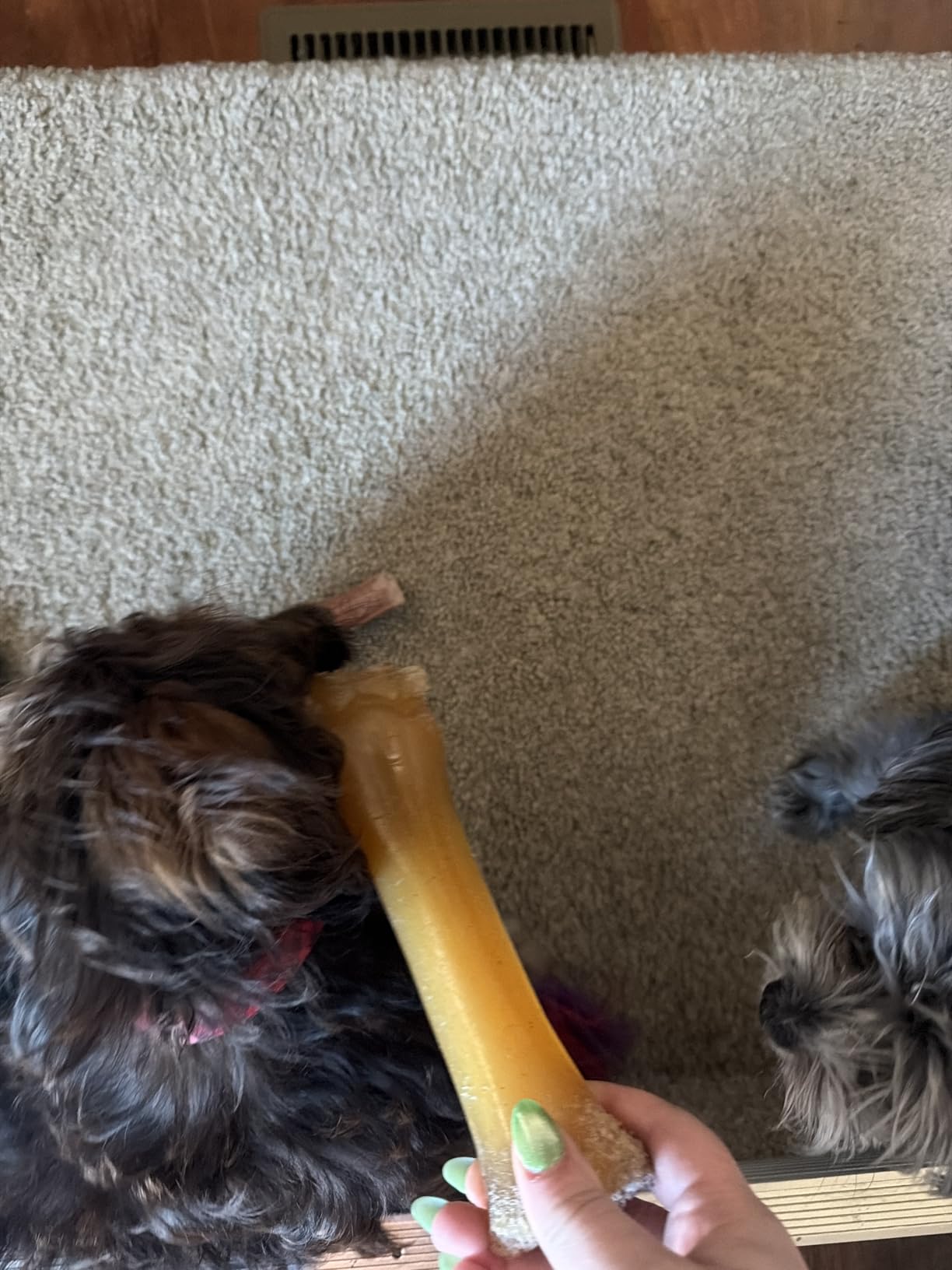 Nylabone Ring Bone Chew Toy for Puppies, Puppy Teething Toys, Puppy Enrichment Toys, Chicken Flavor, X-Small Dogs - Up to 15 lbs, 1 Count customer photo 2