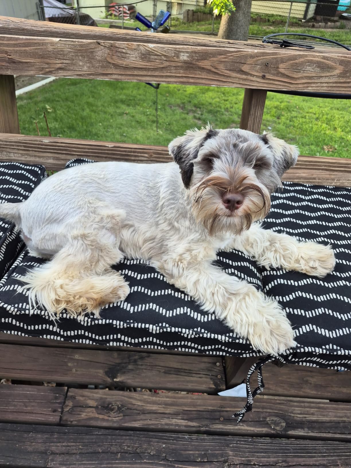 Wahl USA 4-in-1 Calming Dog Shampoo with Lavender Chamomile Scent - Cleans, Conditions, Detangles, & Moisturizes - Pet Friendly Formula - 24 Oz - Model 820000A customer photo 2