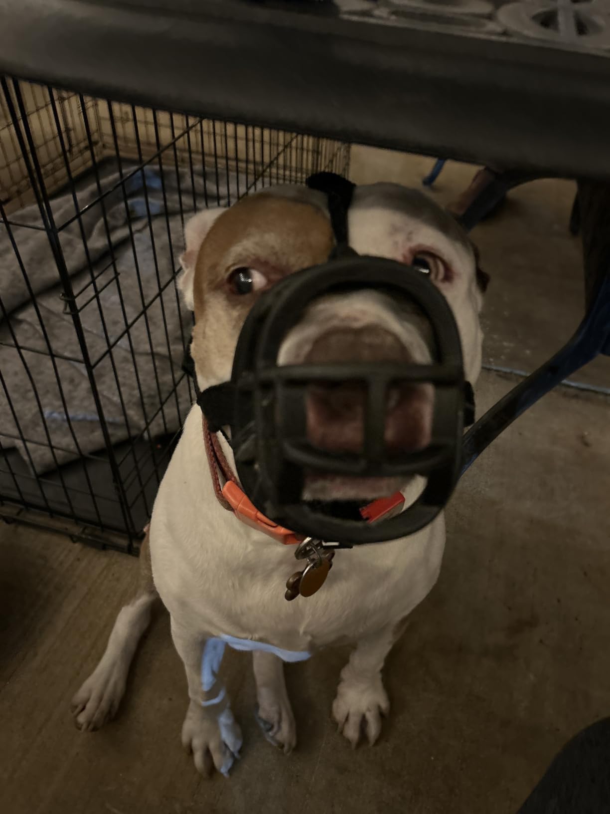 Baskerville ULTRA Muzzle - Patented Humane Design, Breathable, Dog can Pant and Drink, Adjustable, Padded, Dog Training Muzzle for Small Dogs, Prevents Biting, Wildlife Scavenging (Size 1, Black) customer photo 1