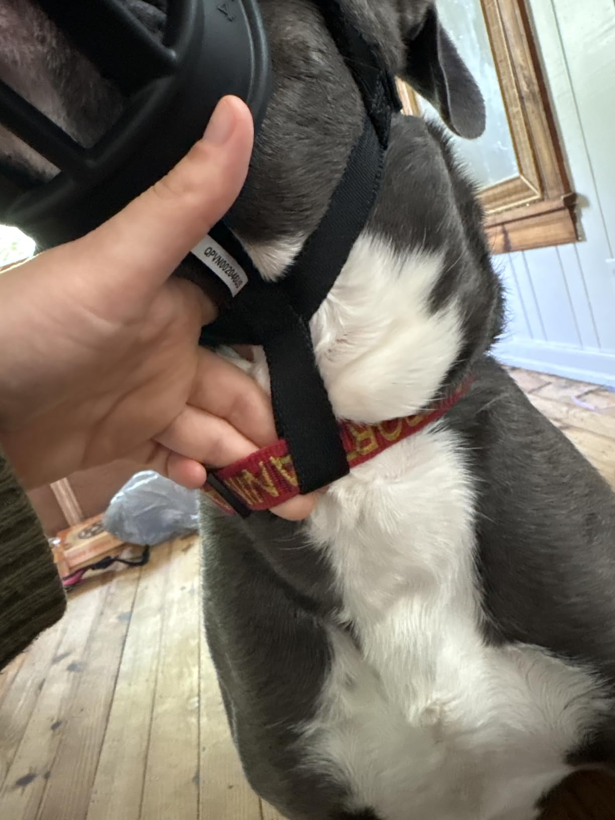 Baskerville ULTRA Muzzle - Patented Humane Design, Breathable, Dog can Pant and Drink, Adjustable, Padded, Dog Training Muzzle for Small Dogs, Prevents Biting, Wildlife Scavenging (Size 1, Black) customer photo 2