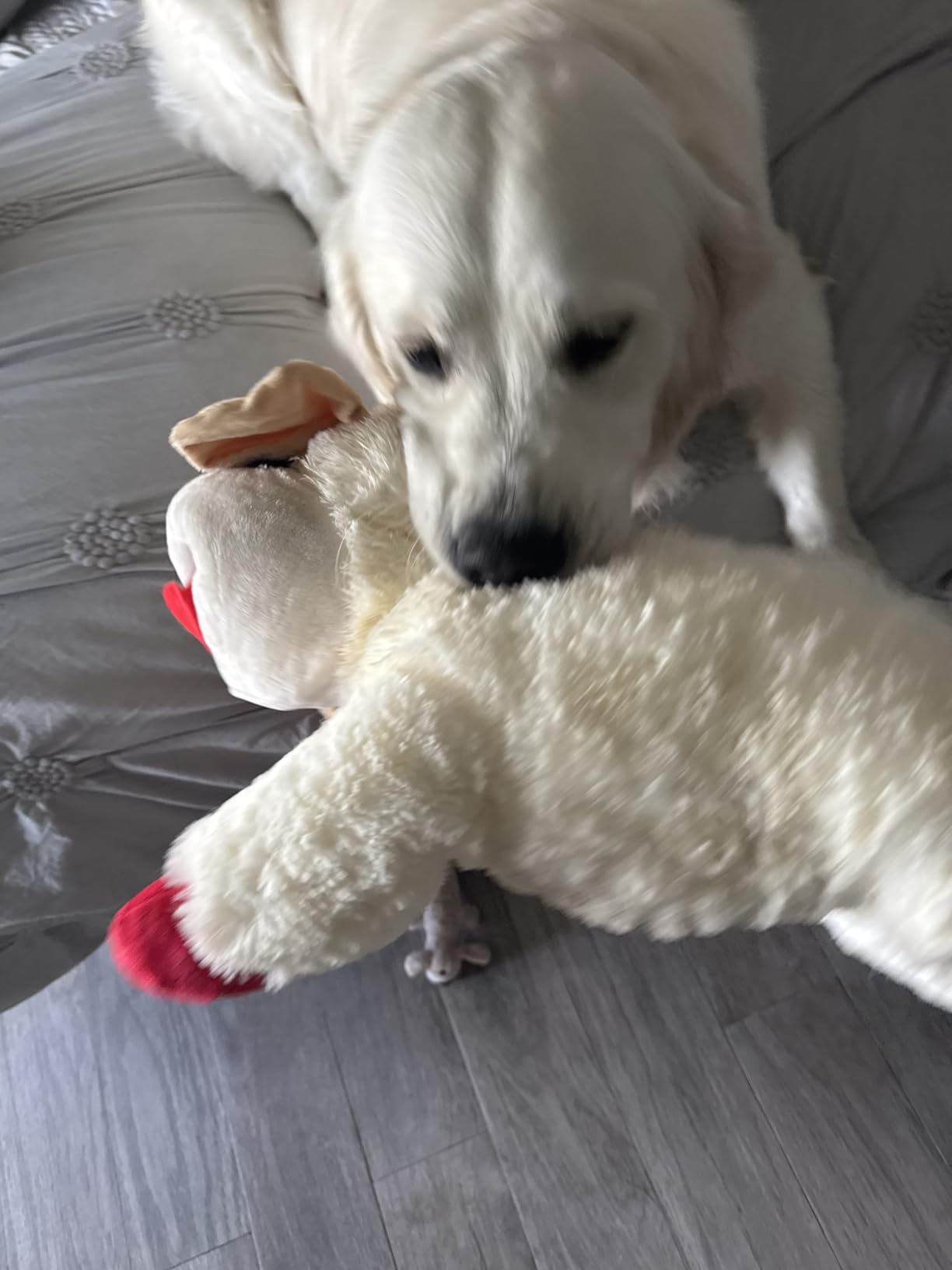 Multipet Lamb Chop Dog Plush Toy - Squeaky Toy for All Dogs - Extra Soft Plush - Stuffed Animal Dog Toy for Cuddling & Playing - Cute Pet Toy (6