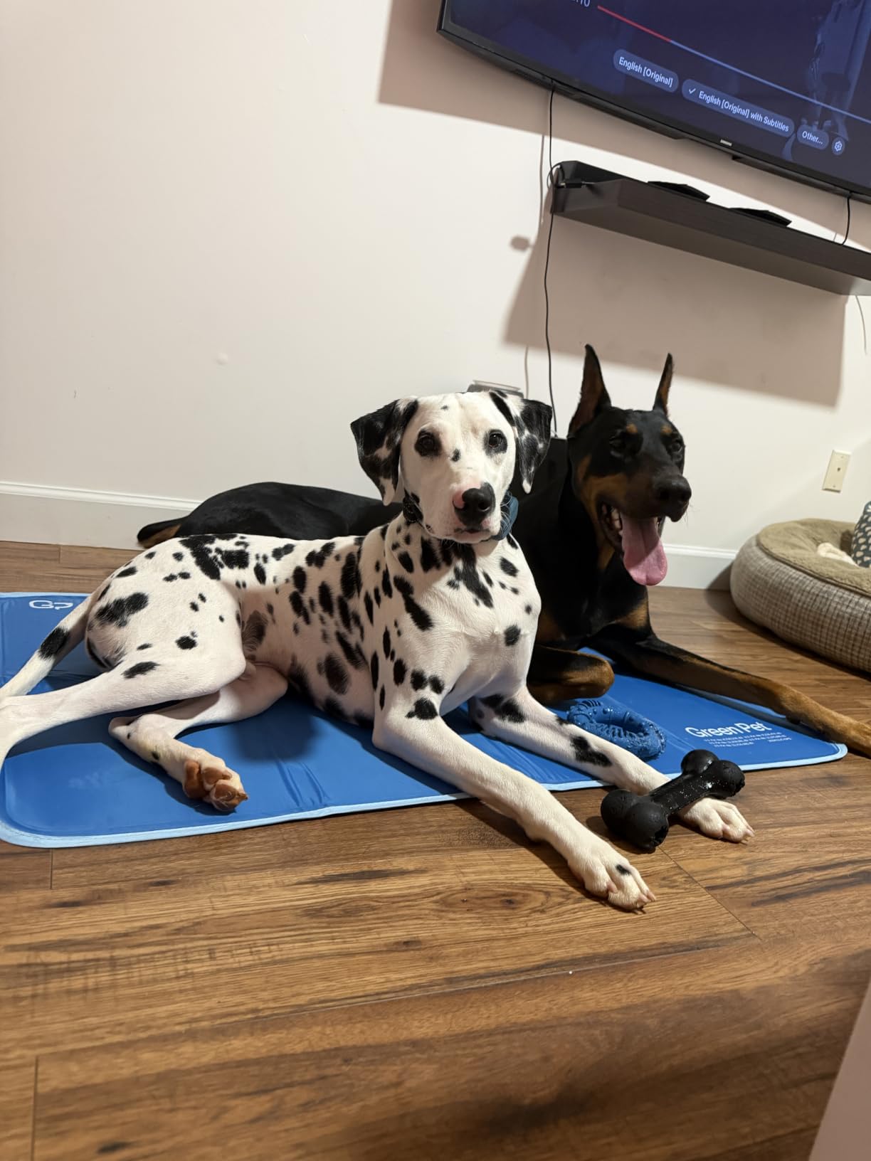 The Green Pet Shop Cool Pet Pad - Large, Blue - Self-Cooling, Pressure Activated Mat for Dogs & Cats from 46-80 lbs - Non-Toxic Gel, No Water Needed customer photo 1