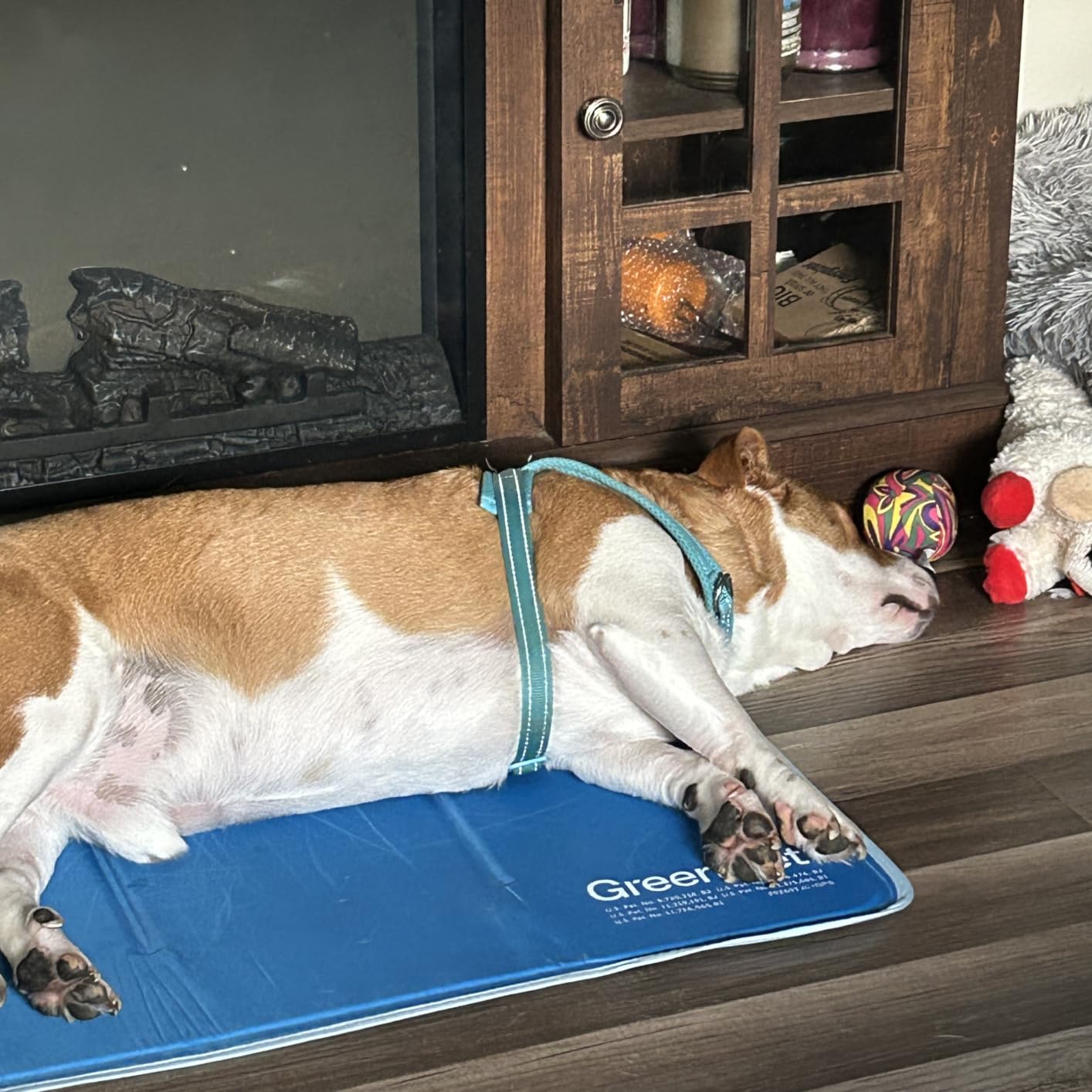 The Green Pet Shop Cool Pet Pad - Large, Blue - Self-Cooling, Pressure Activated Mat for Dogs & Cats from 46-80 lbs - Non-Toxic Gel, No Water Needed customer photo 2