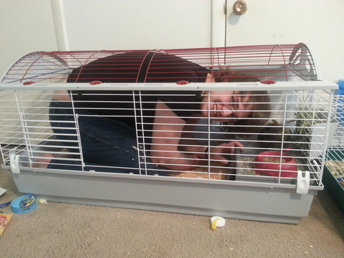 Living World - Deluxe Hybrid Habitat, X-Large - Rabbit, Guinea Pig, Chinchillas, and Small Animal Cage customer photo 2