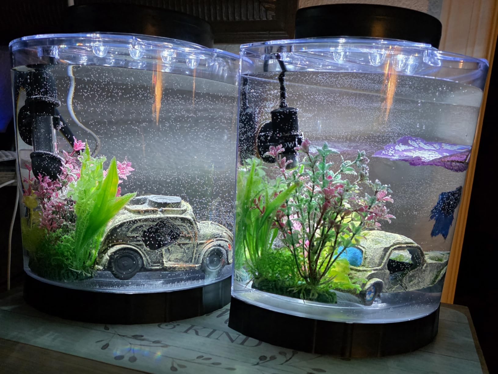 Tetra LED Half Moon Aquarium Kit, 1.1 Gallons, Small, Clear Plastic Fish Tank With Curved Front, Easy Feeding And Movable, Energy-Efficient LEDs Ideal For Bettas Great As Desk Aquarium customer photo 2