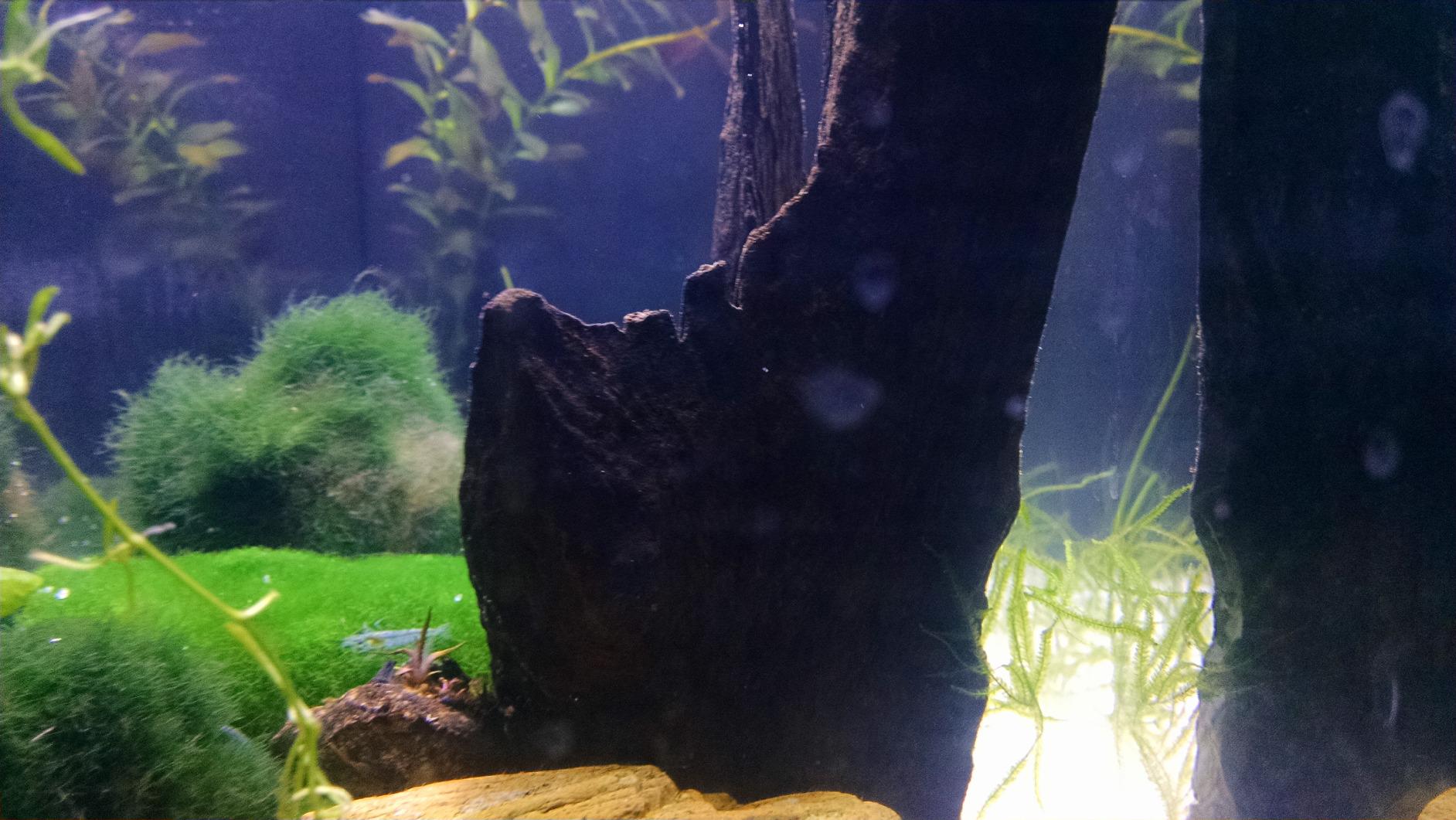Fluval SPEC Aquarium Kit, Aquarium with LED Lighting and 3-Stage Filtration System, 5-Gallon customer photo 1