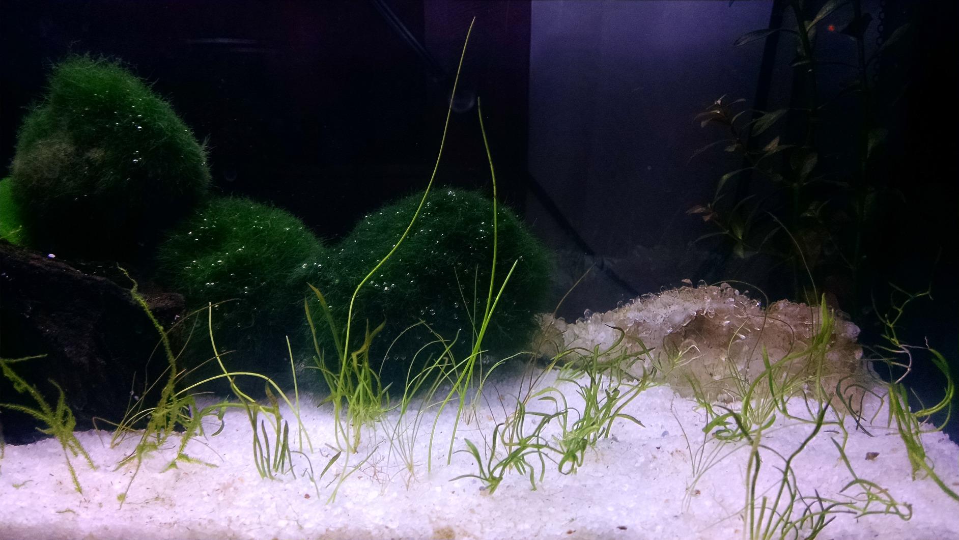 Fluval SPEC Aquarium Kit, Aquarium with LED Lighting and 3-Stage Filtration System, 5-Gallon customer photo 2