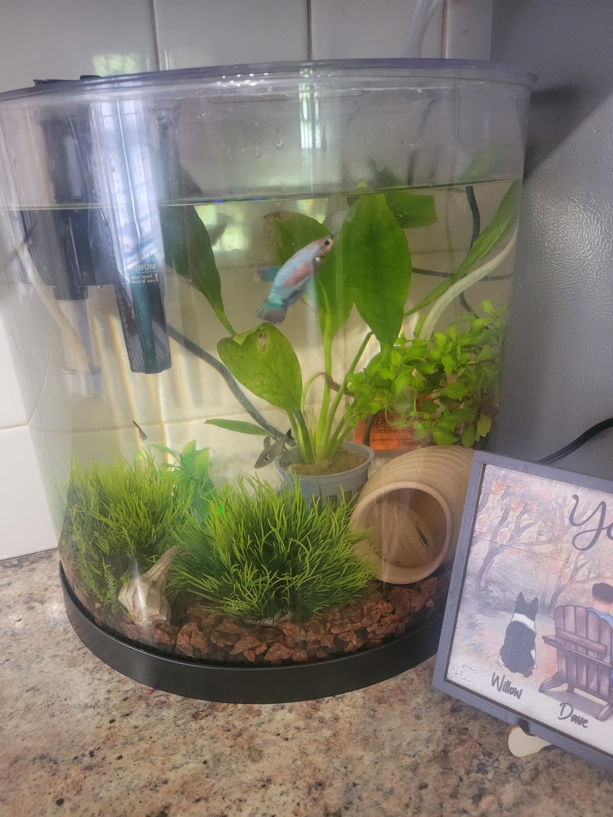 Tetra 3 Gallon Fish Tank, Aquarium Starter Kit with Pedestal Base, LED Light and Filter, For small tropical fish, guppies, goldfish, or betta customer photo 1