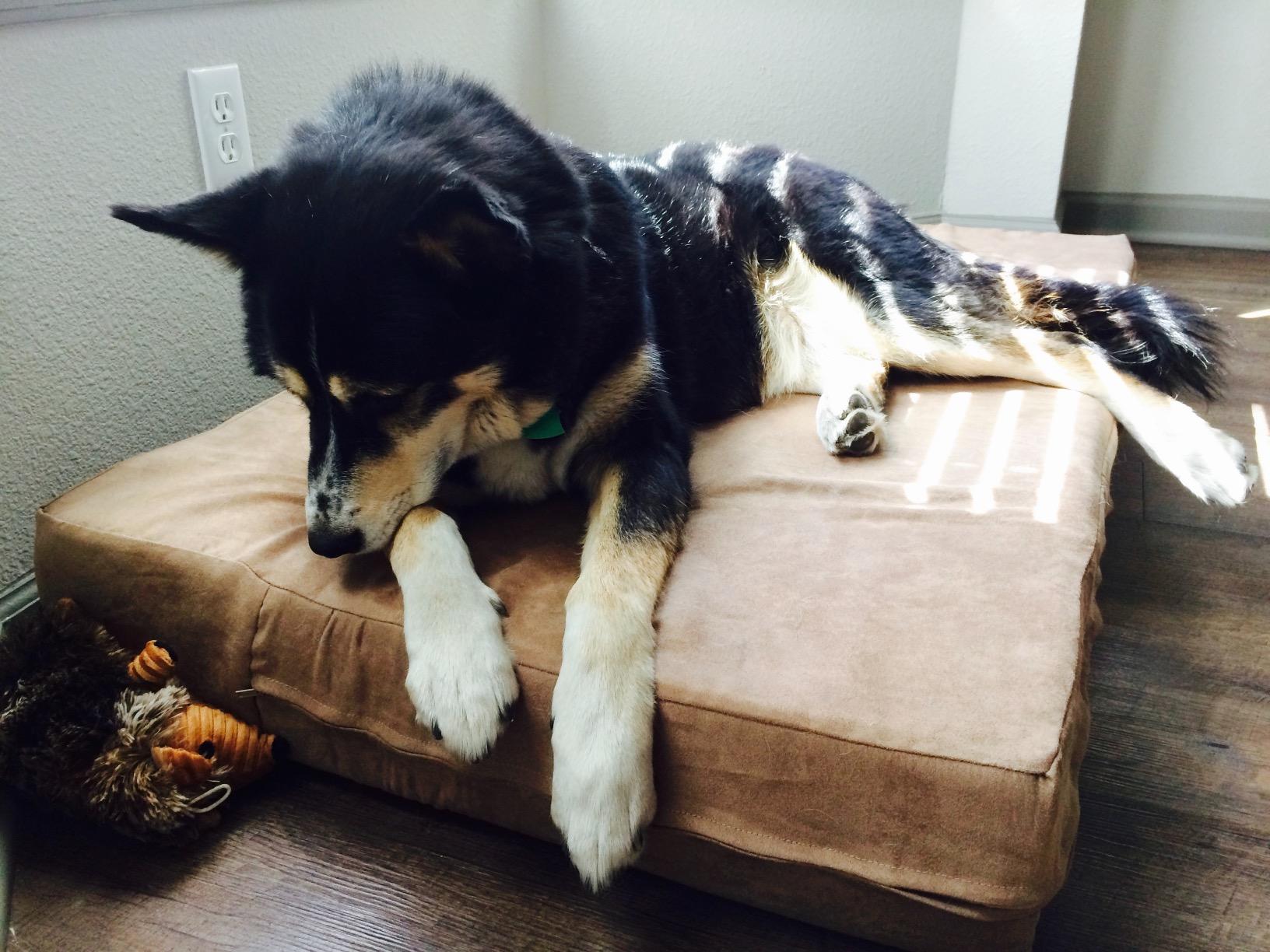 Barker Beds Large Orthopedic Dog Bed - 7