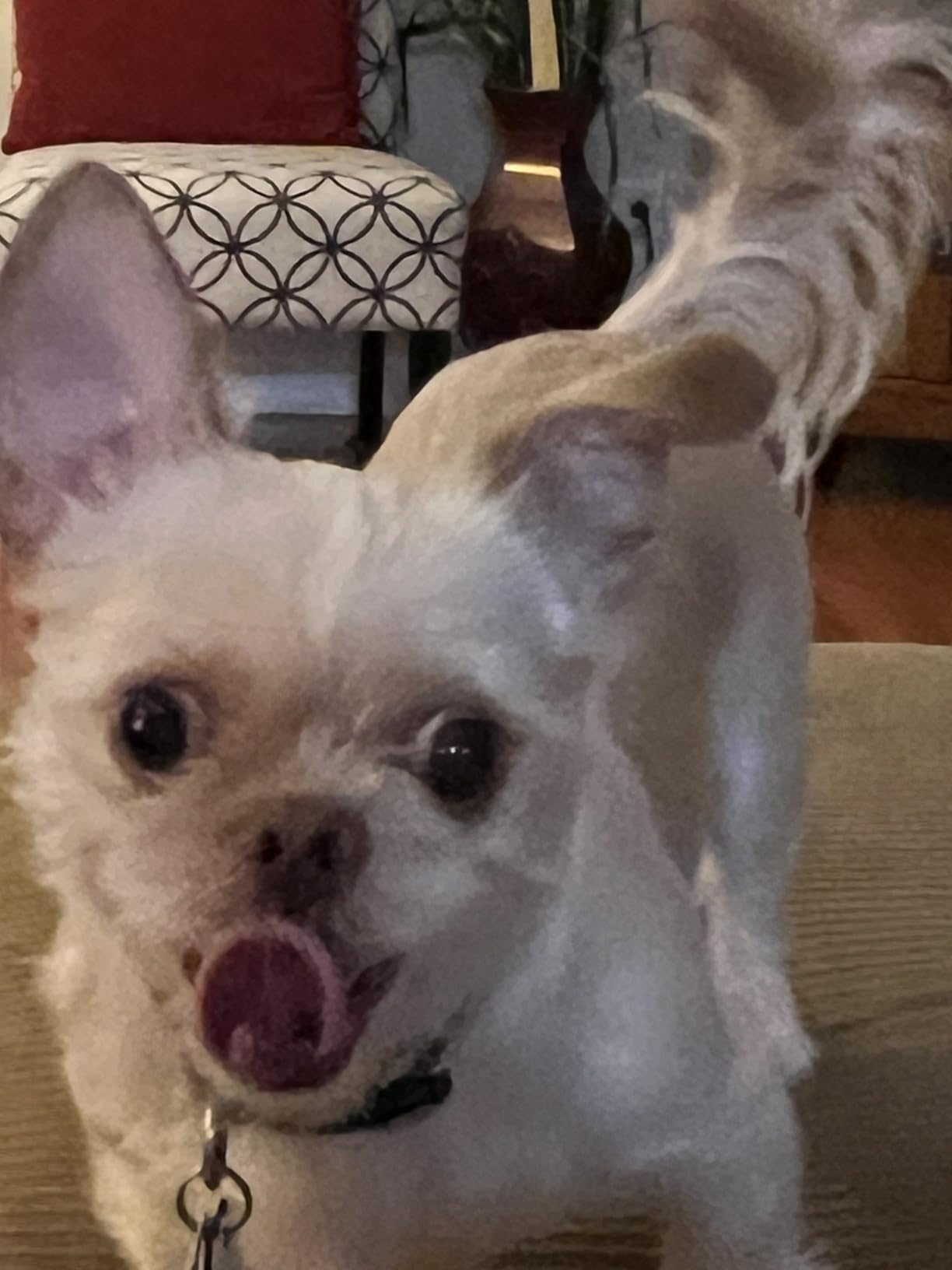 Fromm Small Breed Adult Gold Premium Dry Dog Food - Dry Adult Dog Food for Small Breeds - Chicken Recipe - 5 lb customer photo 1