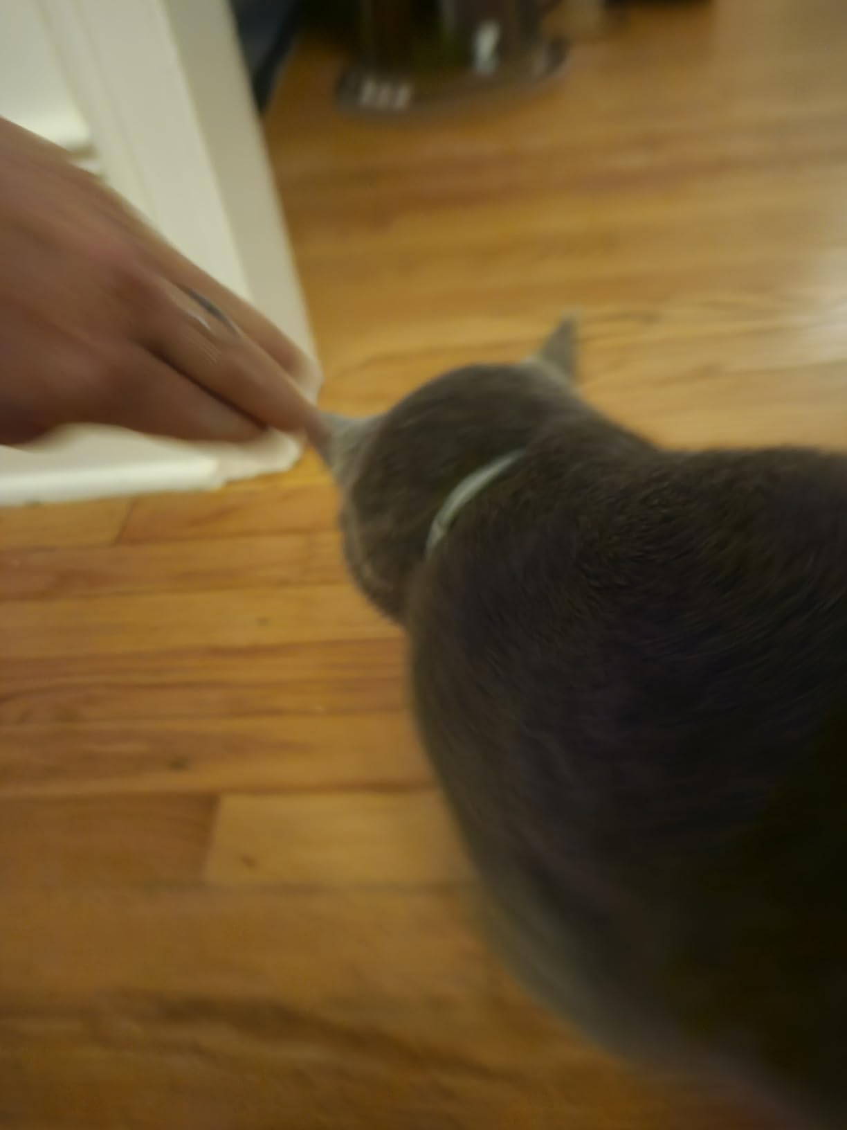 Seresto Cat Vet-Recommended Flea & Tick Treatment & Prevention Collar for Cats | 8 Months customer photo 1