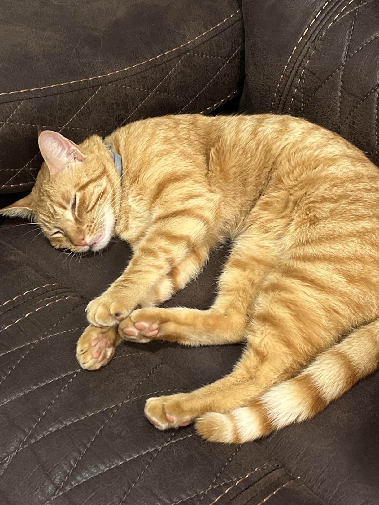 Seresto Cat Vet-Recommended Flea & Tick Treatment & Prevention Collar for Cats | 8 Months customer photo 2
