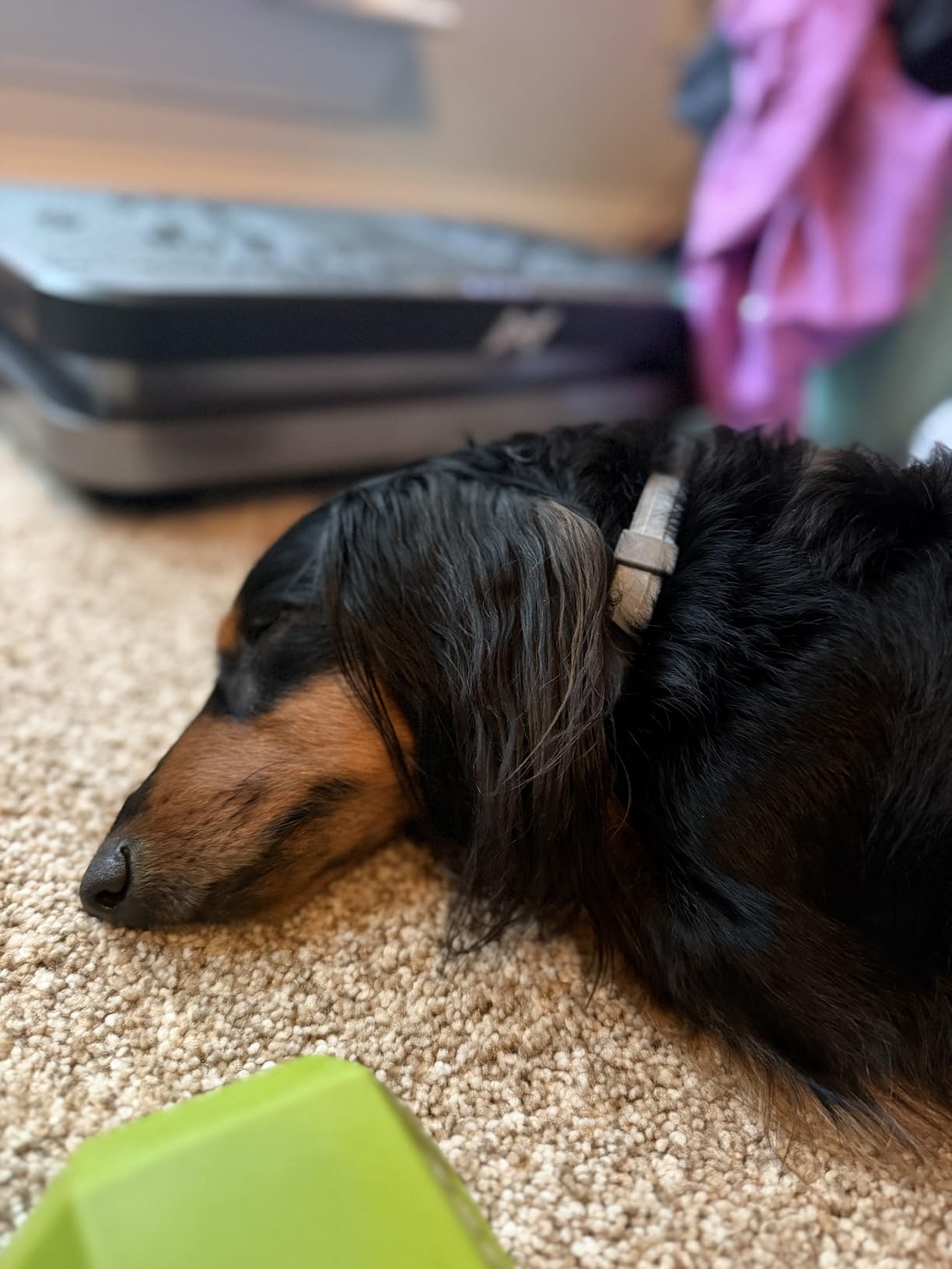 Seresto Flea & Tick Collar For Dogs Over 18 lbs., Treatment & Prevention, Vet-Recommended, 8 Month customer photo 1