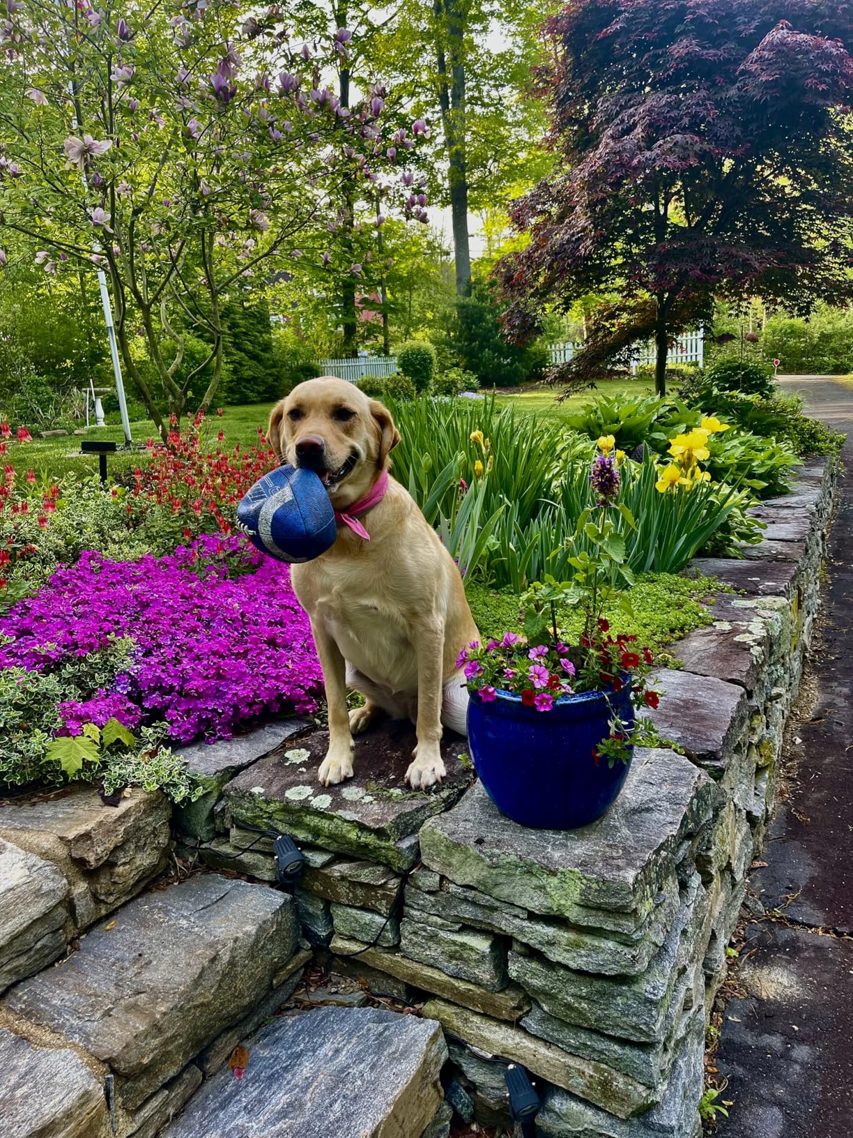 Seresto Flea & Tick Collar For Dogs Over 18 lbs., Treatment & Prevention, Vet-Recommended, 8 Month customer photo 2