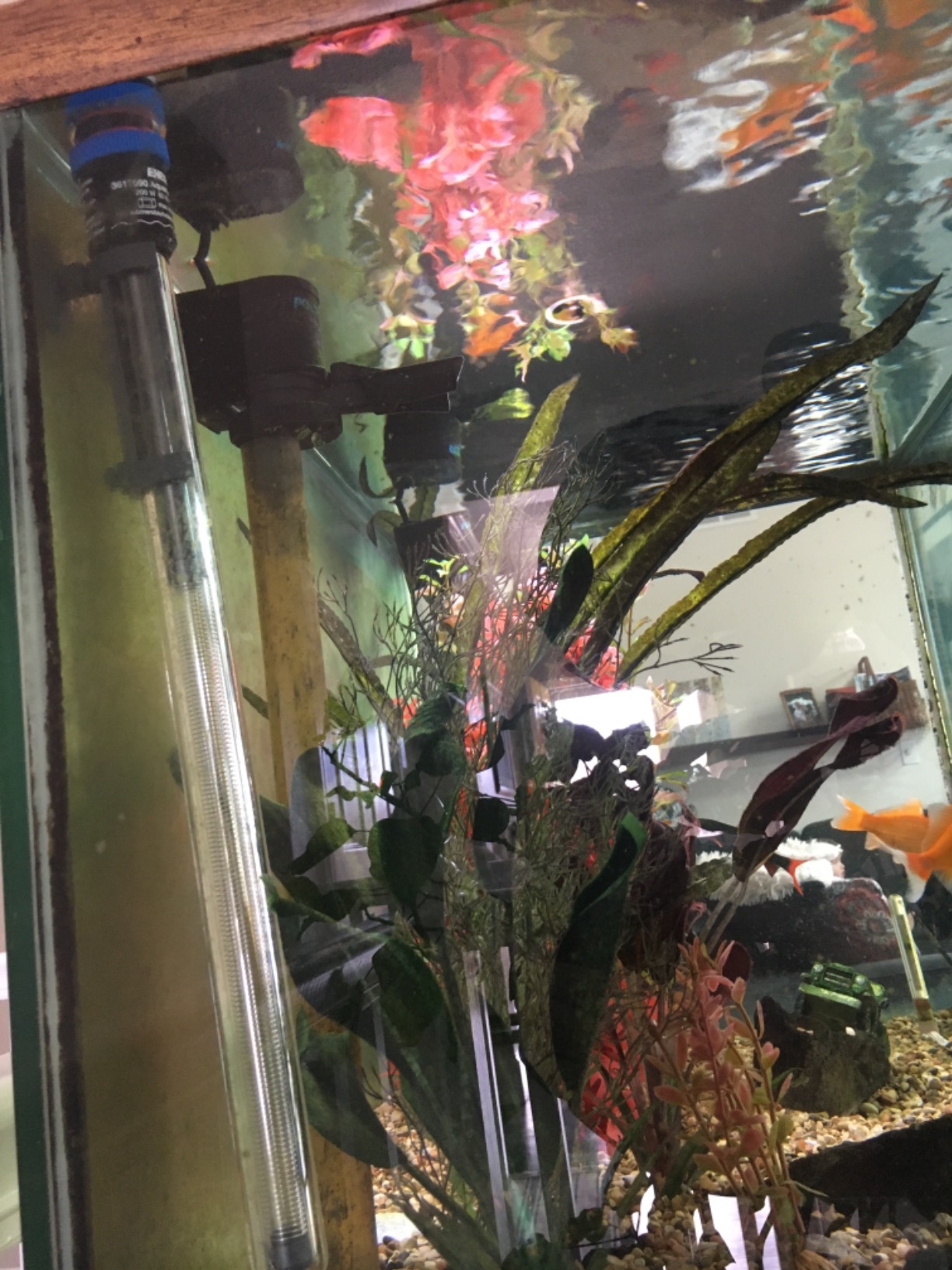 Eheim AEH3617090 200-watt Jager Heater for Aquarium, 16-Inch customer photo 2