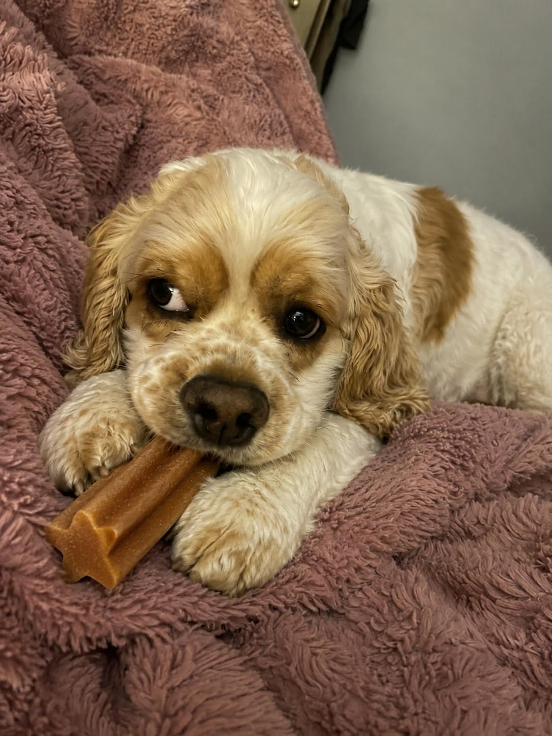 Pedigree Dentastix Large Dog Treats, Original, Beef & Fresh, 2.73 lb. Variety Pack (51 Treats Total) customer photo 1