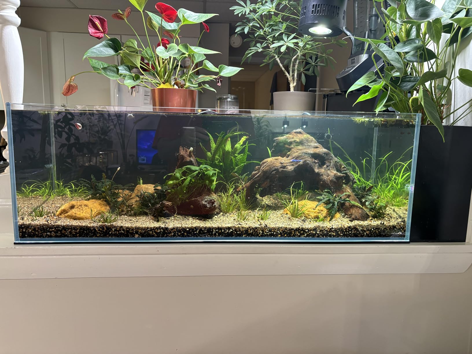 LANDEN 60P 16 Gallon Rimless Low Iron Aquarium Tank, 23.6