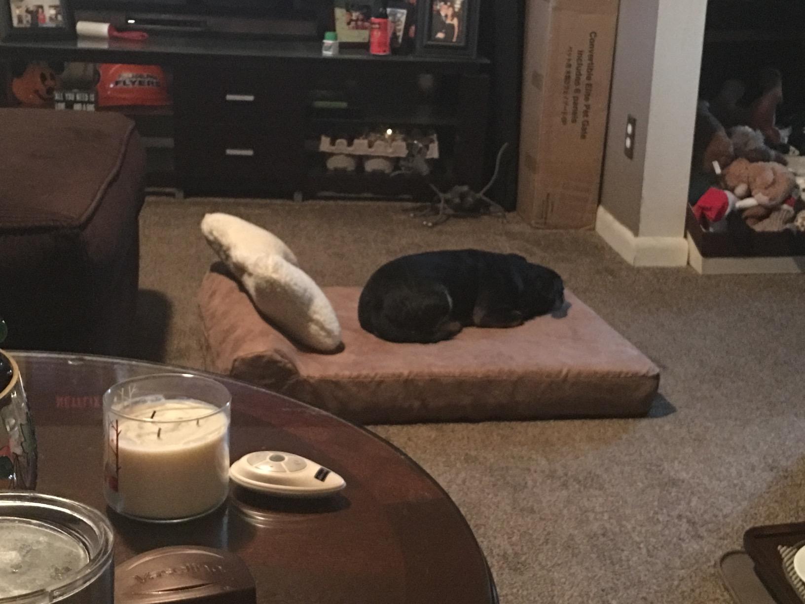 Barker Beds X-Small Orthopedic Dog Bed - 4