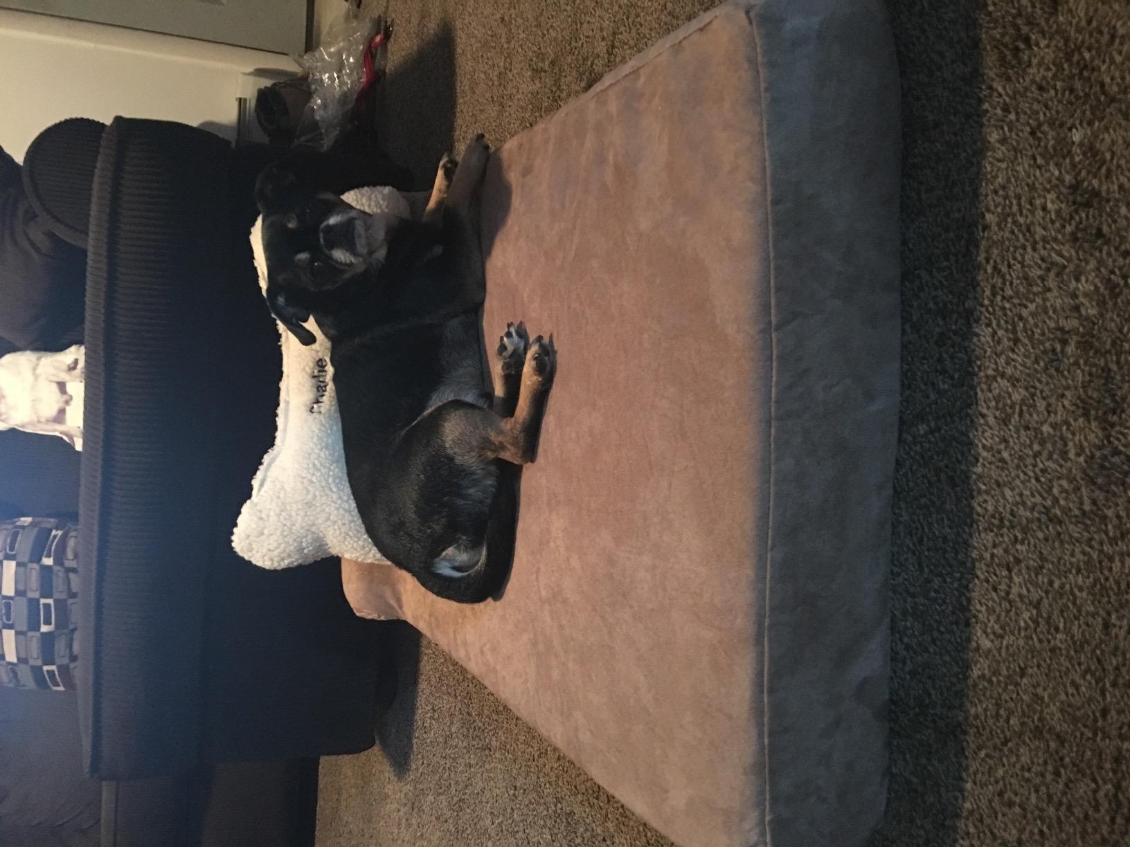 Barker Beds X-Small Orthopedic Dog Bed - 4
