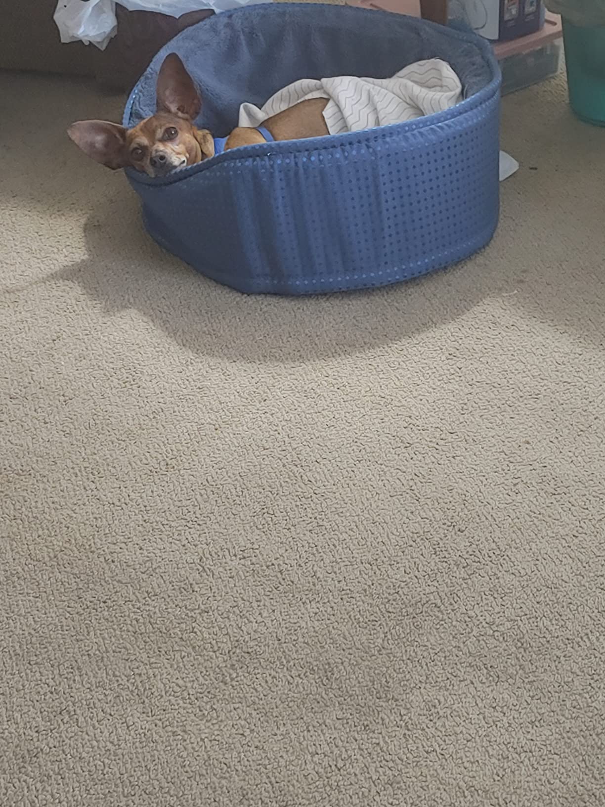 Assorted Plush/Suede Lounger for Pets, 23 x 17 x 7-Inch, Made in USA customer photo 1