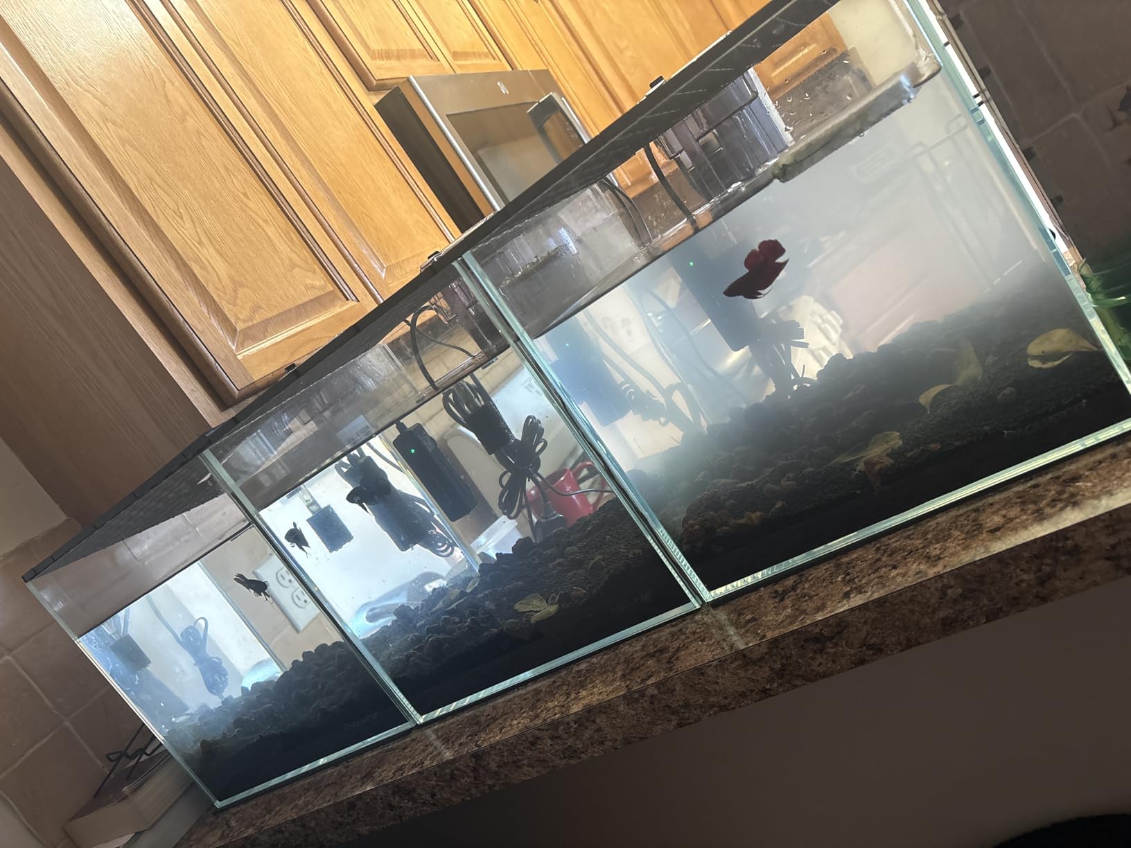 Aquatop High Clarity Low Iron Glass Cube Aquarium - Up to 11.3 Gallons - High-Grade German Silicone - Ideal for Salt and Freshwater Aquariums customer photo 1
