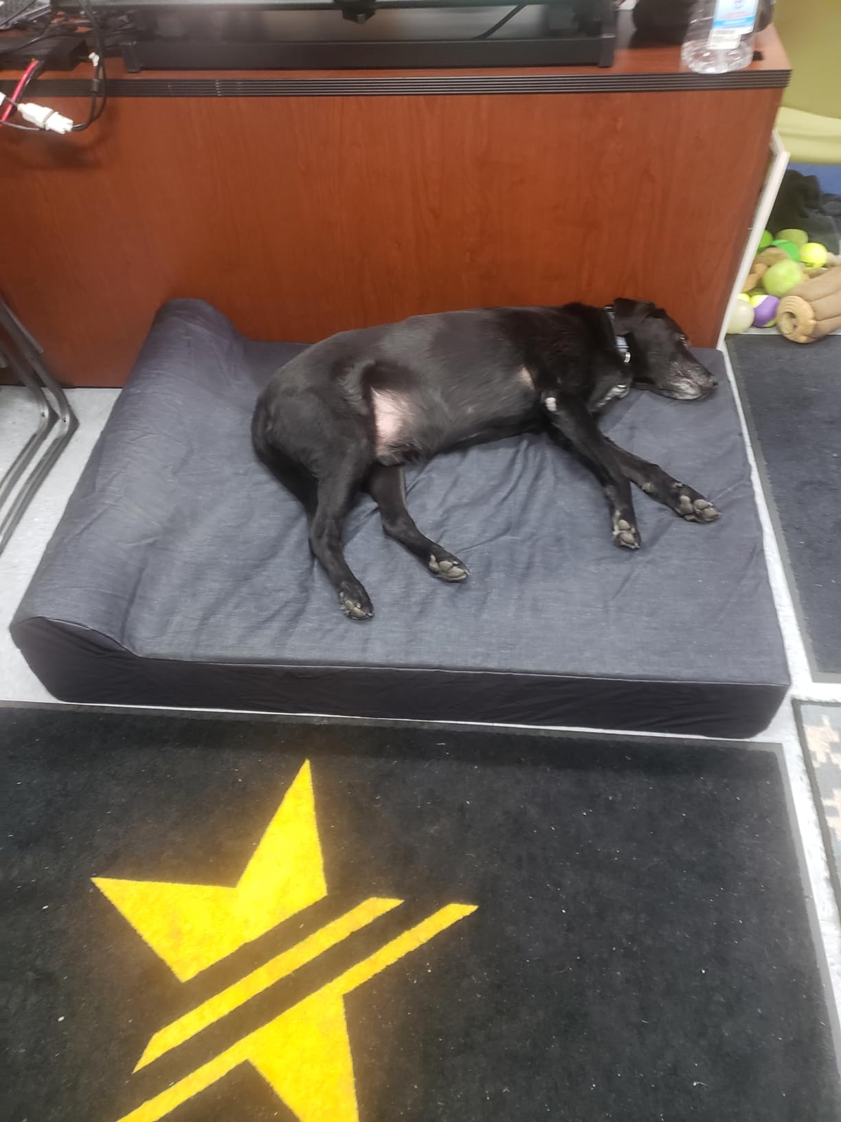 Large Luxury 7 inch Gel Memory Foam Orthopedic Dog Bed with Bolster | 100% USA Made with Certi-Pur Foams | Engineered for Large Breed Dogs to Provide Support & Comfort customer photo 1