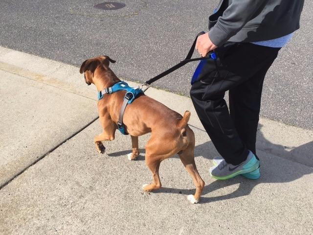Leash Boss Original - Heavy Duty Dog Leash for Large Dogs - No Pull Double Handle Training Lead for Walking Big Dogs - Dog Leashes with Padded Handle for Control and Safety (Blue) customer photo 1