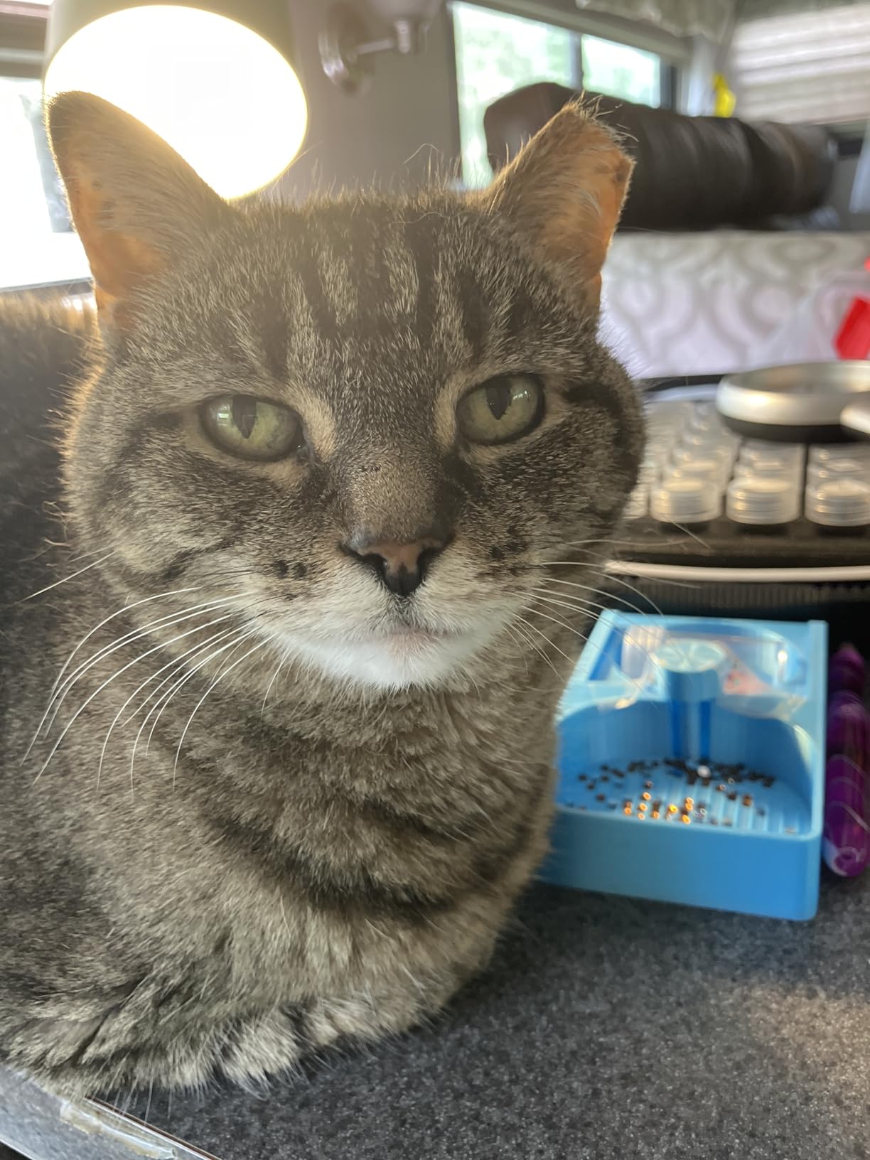 Purina Fancy Feast Gravy Lovers Poultry and Beef Grilled Gourmet Wet Cat Food Variety Pack - (Pack of 30) 3 oz. Cans customer photo 2
