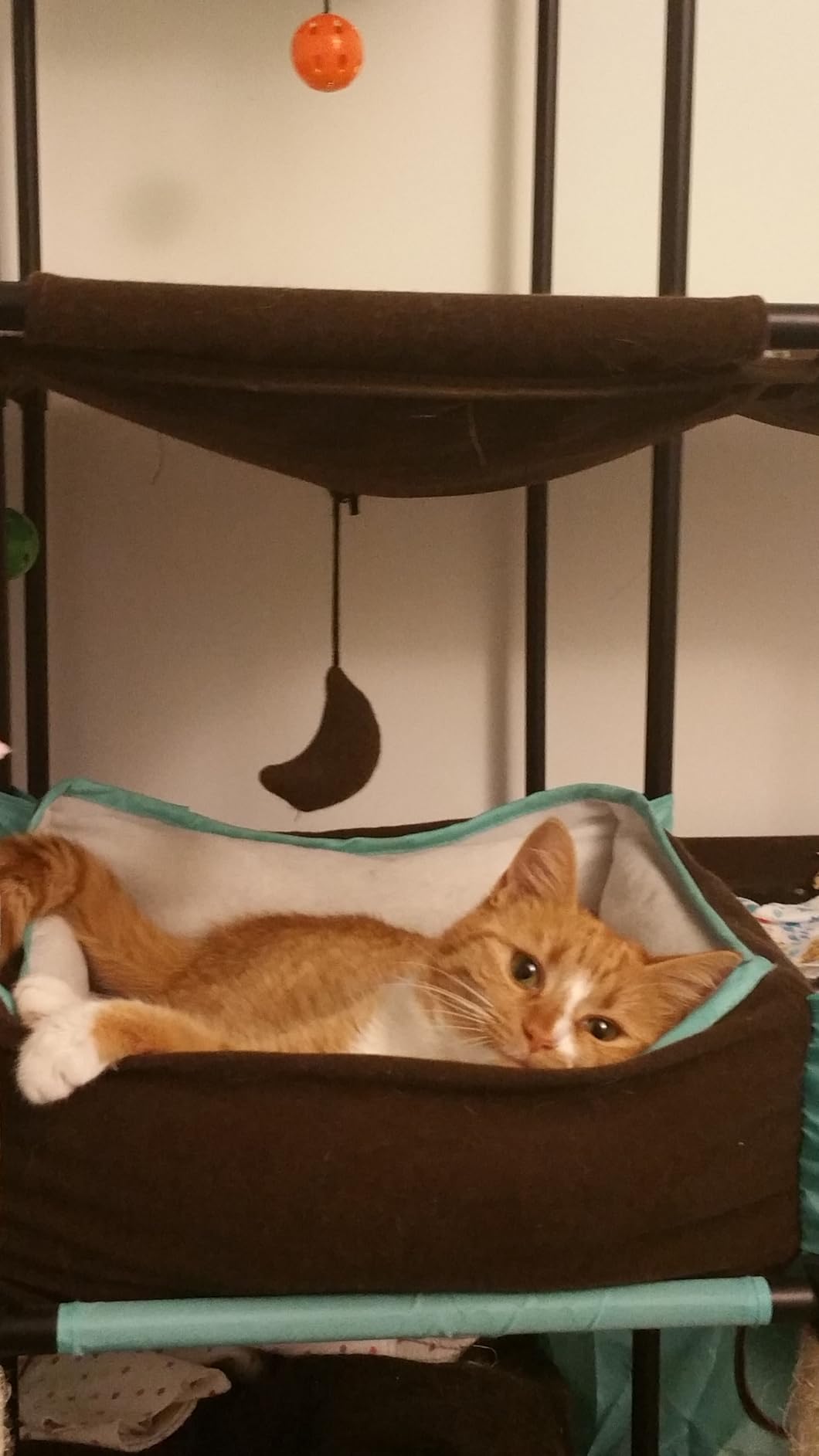 Kitty City Claw Indoor and Outdoor Mega Kit Cat Furniture, Cat Sleeper, Outdoor Kennel customer photo 1