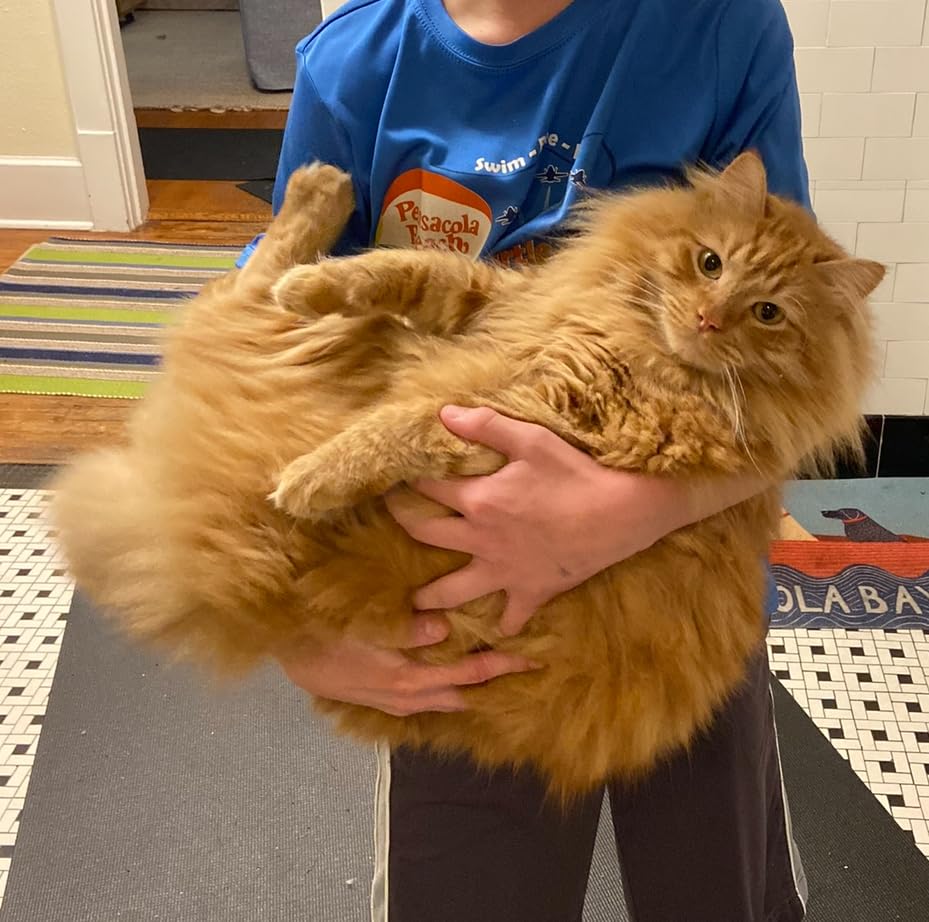 Blue Buffalo Tastefuls Chicken & Brown Rice Recipe Adult Indoor Dry Cat Food for Weight Control & Hairball Control, 7 lbs. customer photo 2