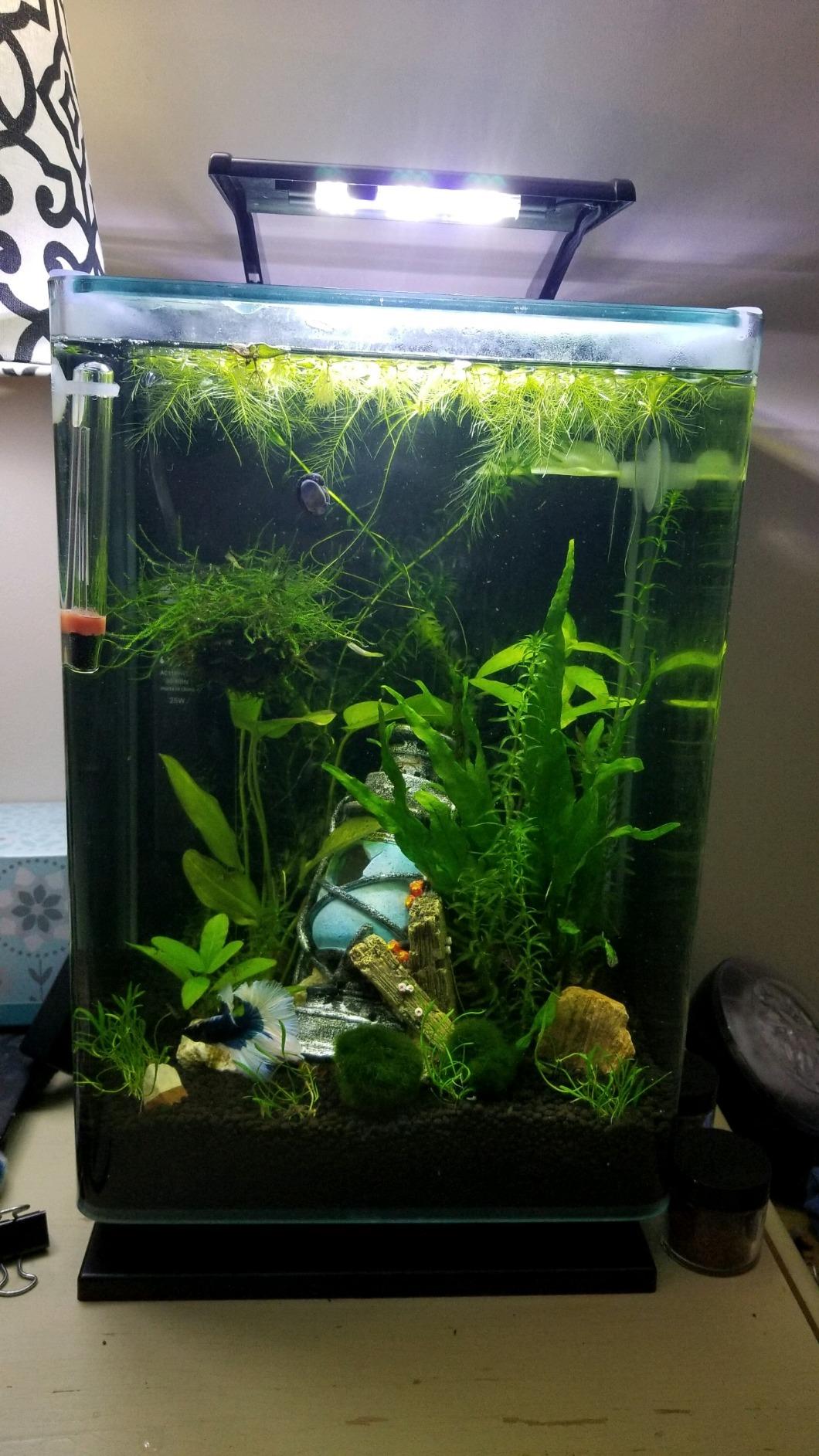 Marineland Portrait Glass LED Aquarium Kit, 5 Gallons, Hidden Filtration, Black customer photo 2