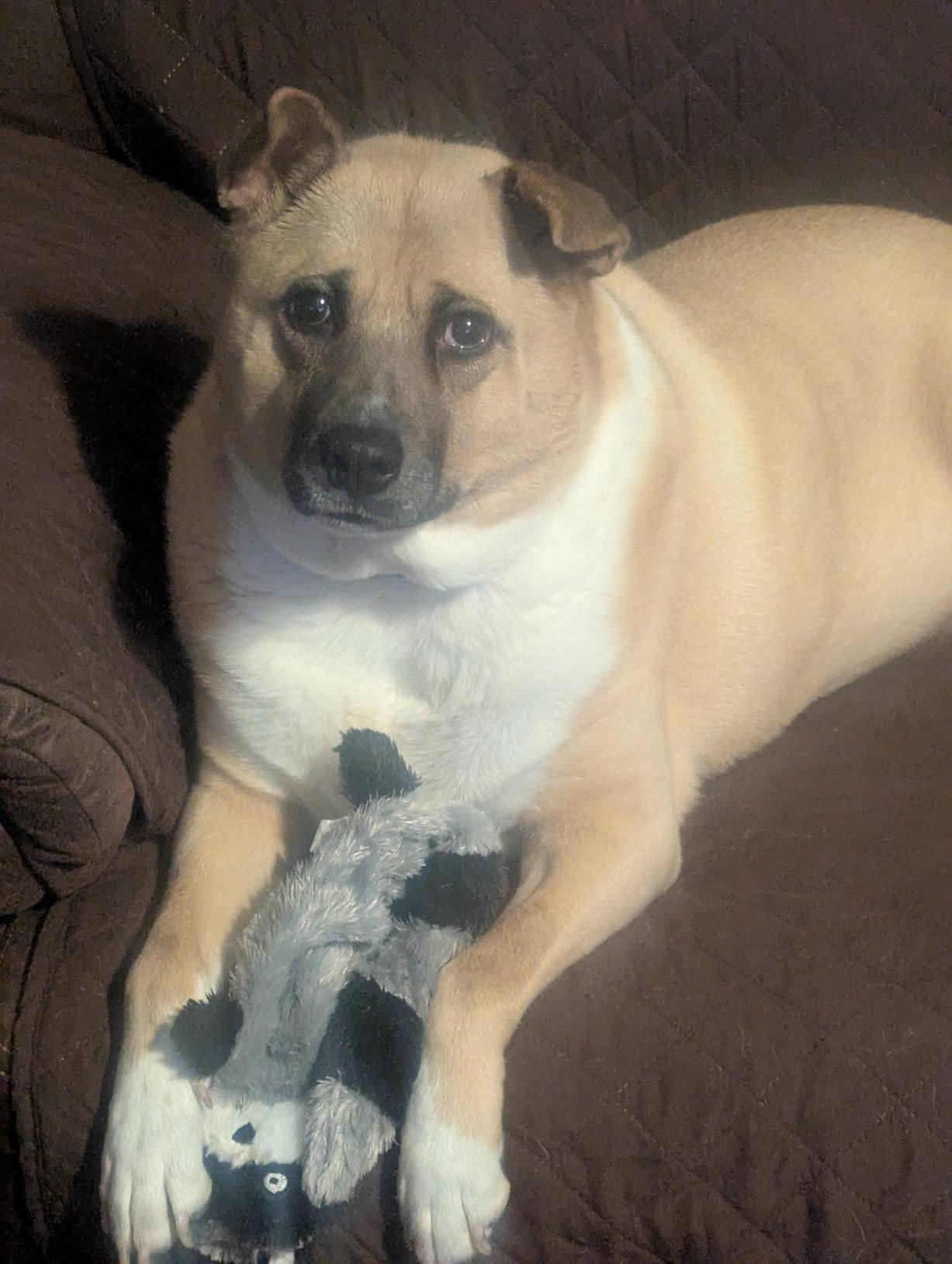 ZippyPaws Skinny Peltz No Stuffing Dog Toy - Fox, Raccoon, Squirrel - 11 inch customer photo 2