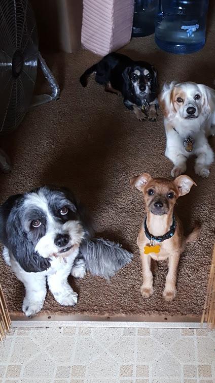 American Kennel Club Scented Puppy Training Pads with Ultra Absorbent Quick Dry Gel - 28 x 30 Pee Pads for Dogs - Fresh Scented - 50 Count, XL customer photo 2
