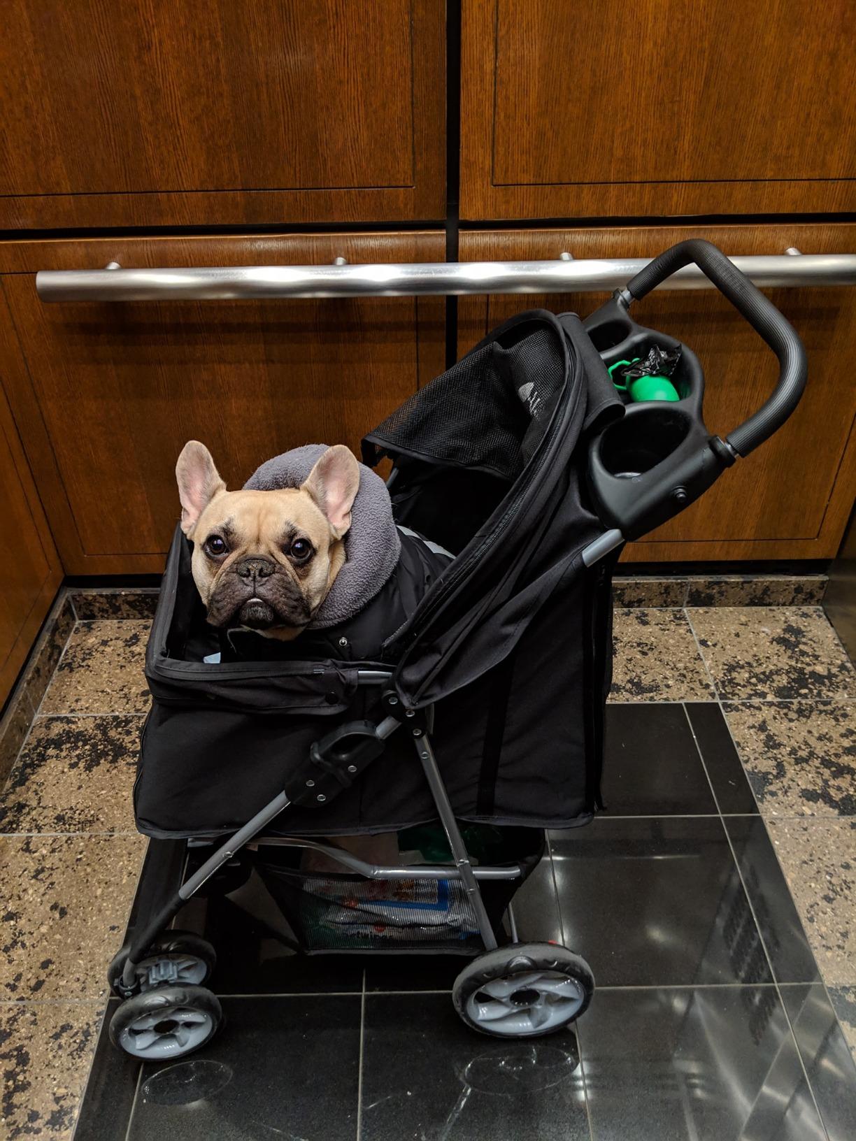 VIVO Black 4 Wheel Pet Stroller for Cat, Dog and More, Foldable Carrier Strolling Cart, STROLR-V001K customer photo 2