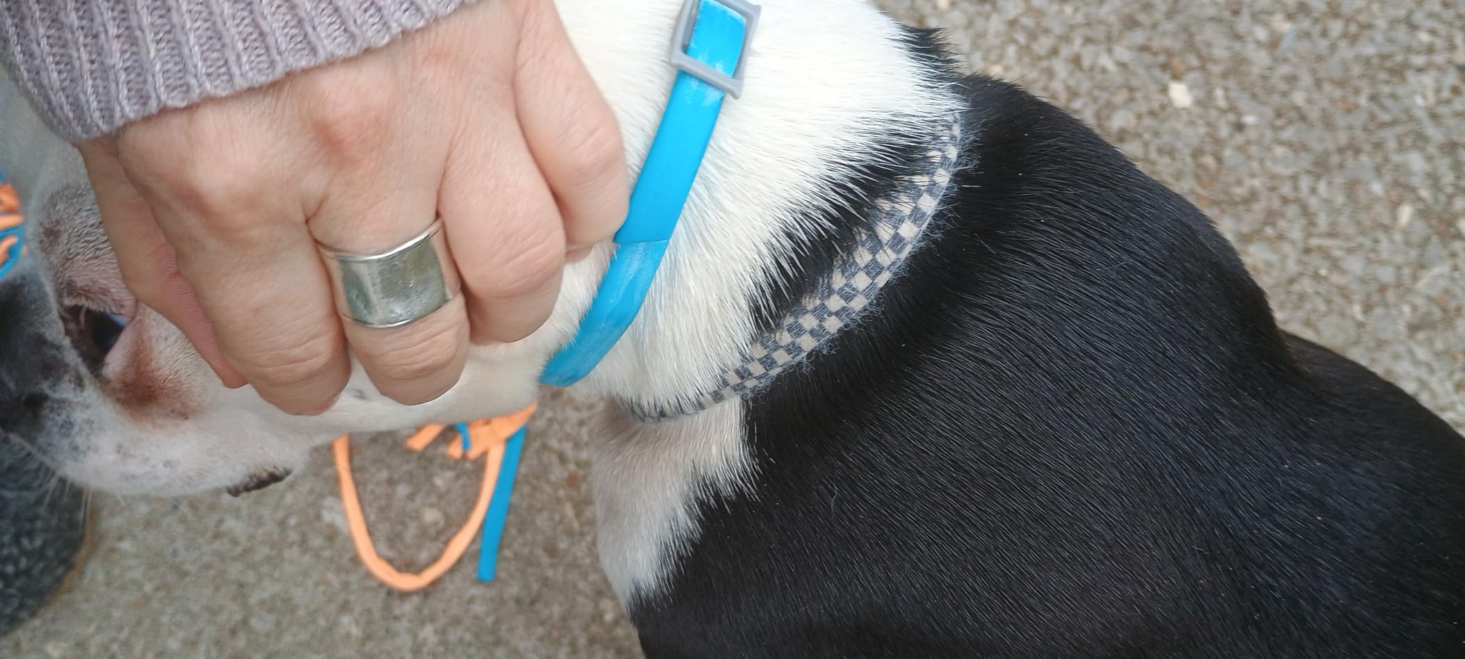 ADAMS Plus Flea & Tick Collar for Large Dogs, Flea Collar for 7-Month Prevention, Adjustable Collar Fits Large Dogs & Puppies, Kills Fleas & Ticks, 1 Count customer photo 1