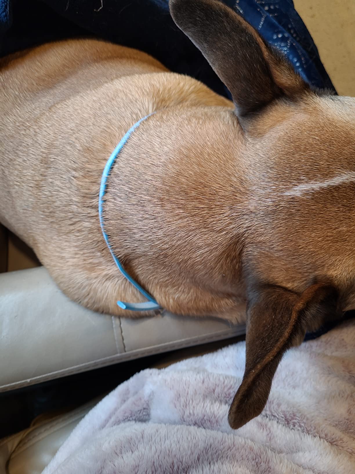 ADAMS Plus Flea & Tick Collar for Large Dogs, Flea Collar for 7-Month Prevention, Adjustable Collar Fits Large Dogs & Puppies, Kills Fleas & Ticks, 1 Count customer photo 2