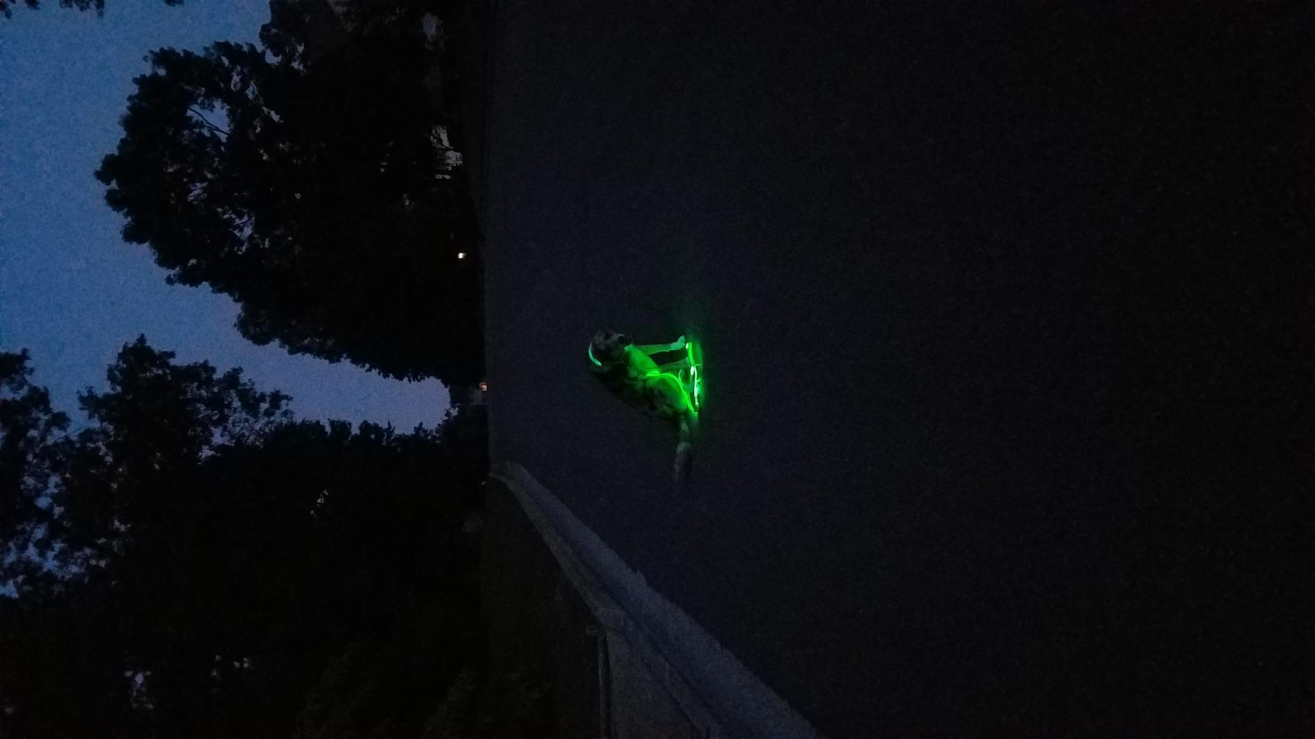 ILLUMISEEN LED Light Up Dog Leash | Ultra High Visibility Up to 350 Yards | 3 Lighting Modes | USB Rechargeable, No Batteries Needed | Padded Handle & Rotating Swivel Clasp to Prevent Leash Tangling customer photo 2