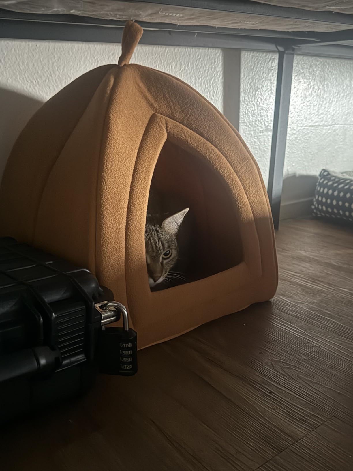 Cat House Indoor Cat Bed with Removable Foam Cushion, Plush Cat Tent Bed for Small Pets, Comfortable Cozy Hideaway for Cats, Kittens, Rabbits, Guinea Pigs, Ferrets, Hedgehogs, by PETMAKER (Blue) customer photo 2