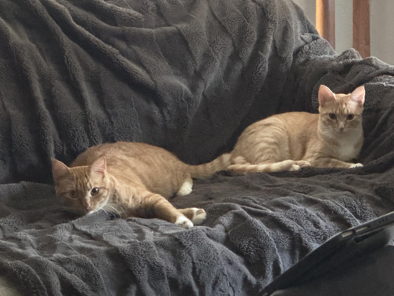 Blue Buffalo Wilderness with Chicken Natural High-Protein Grain-Free Dry Food for Adult Cats, Real Chicken First, 6 lbs. customer photo 1